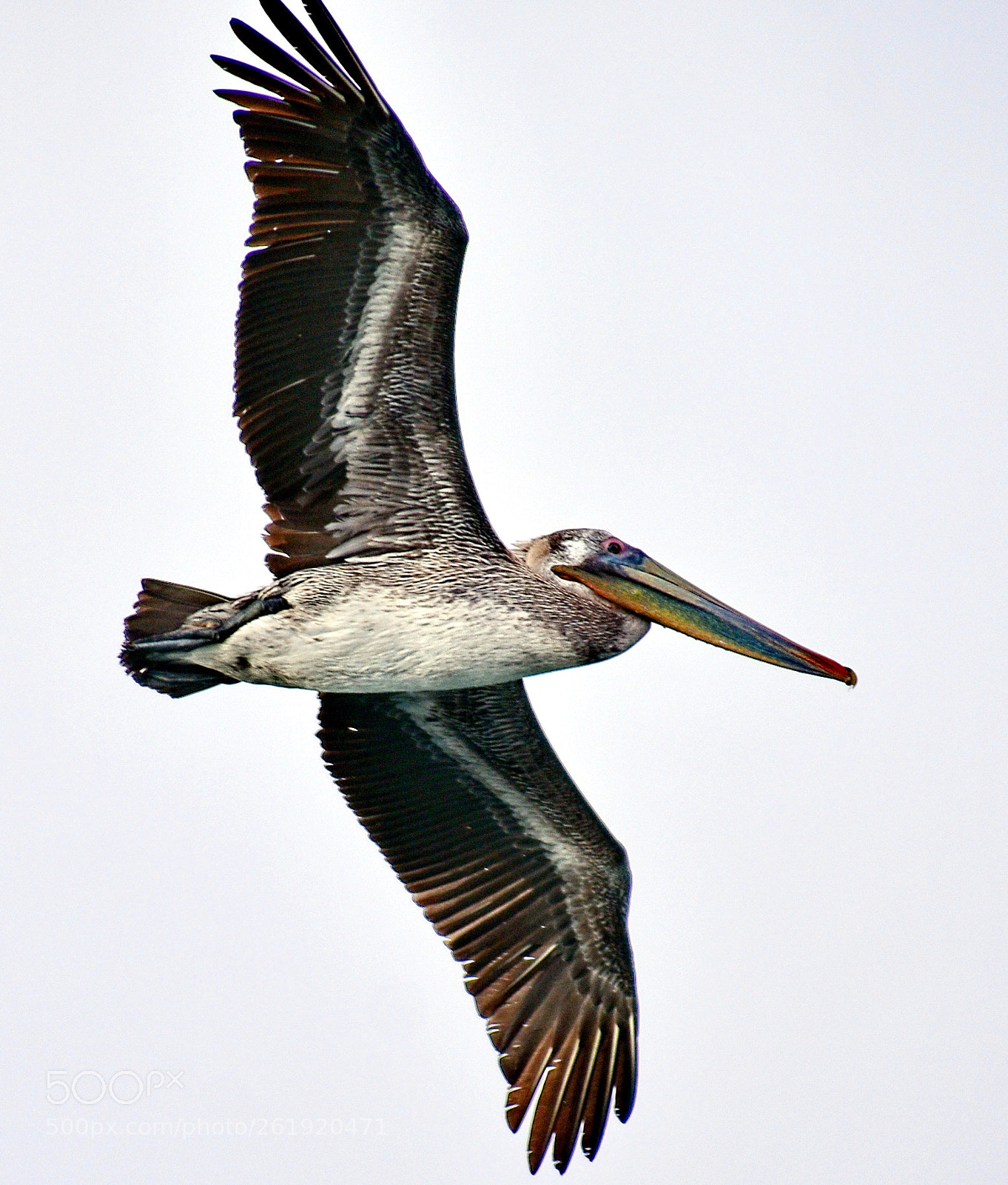 Nikon D7200 sample photo. Pelican flying across marina photography