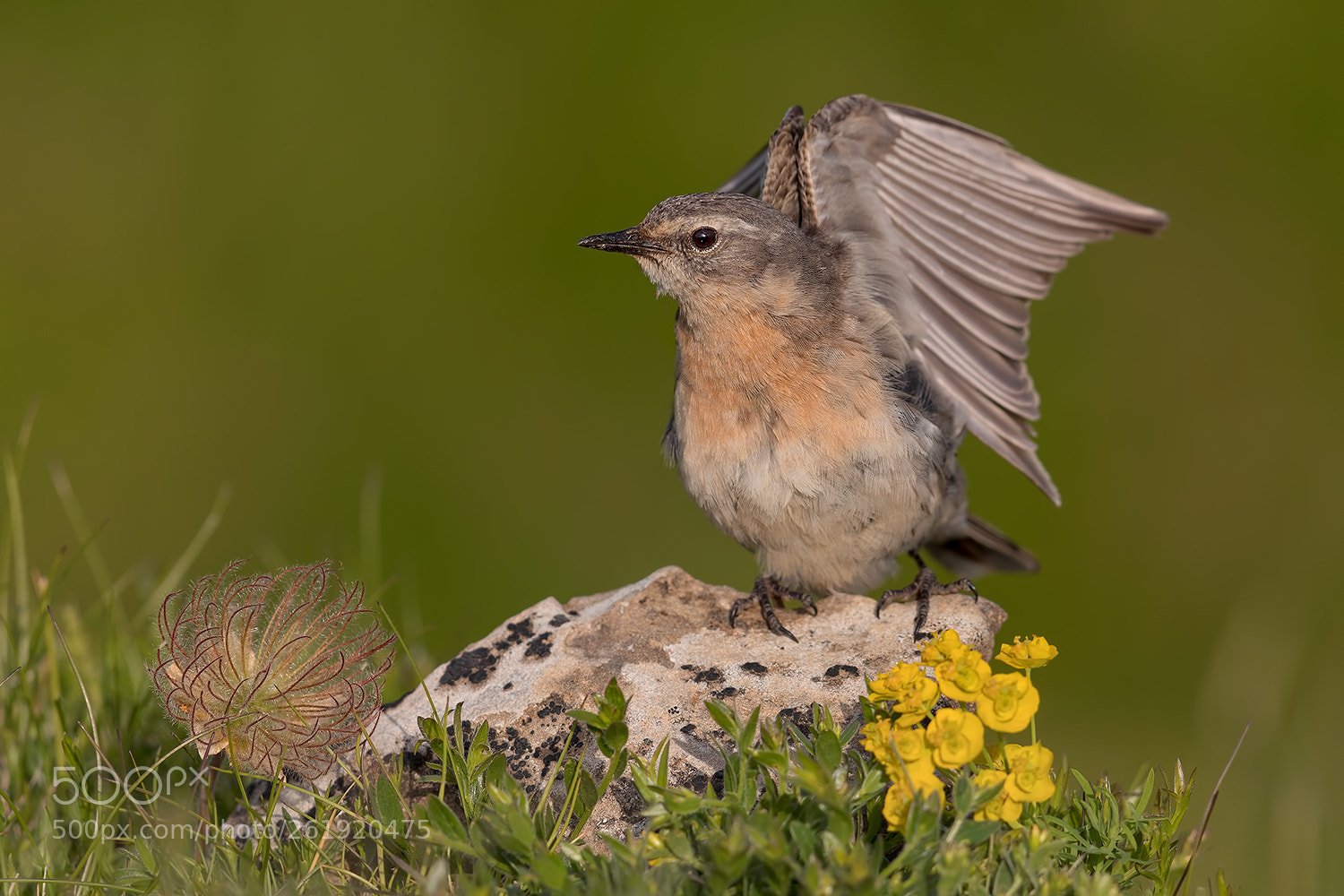 Canon EOS 5D Mark IV sample photo. Water pipit - spioncello photography