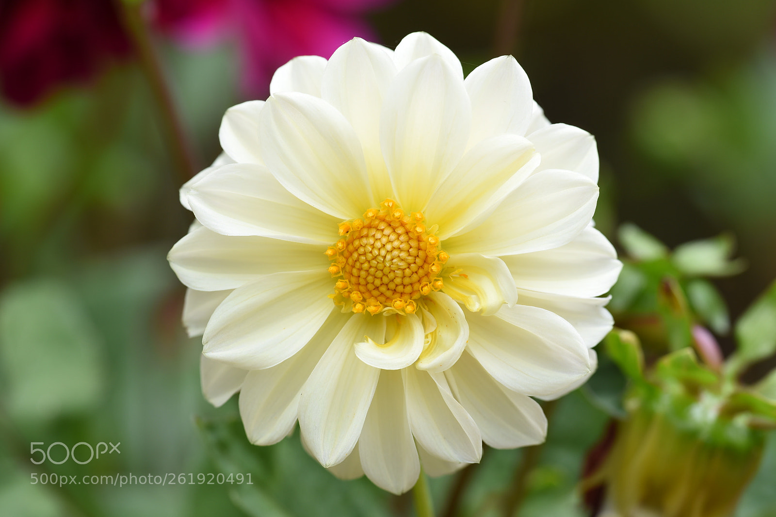 Nikon D750 sample photo. White flower photography