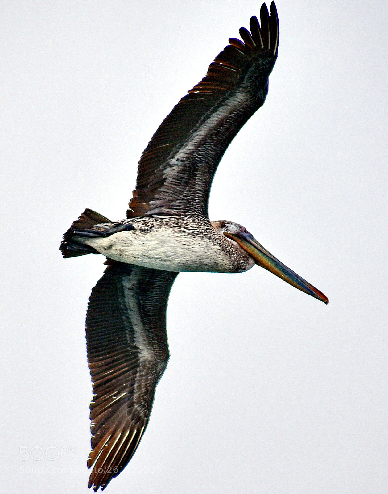 Nikon D7200 sample photo. Pelican flying across marina photography