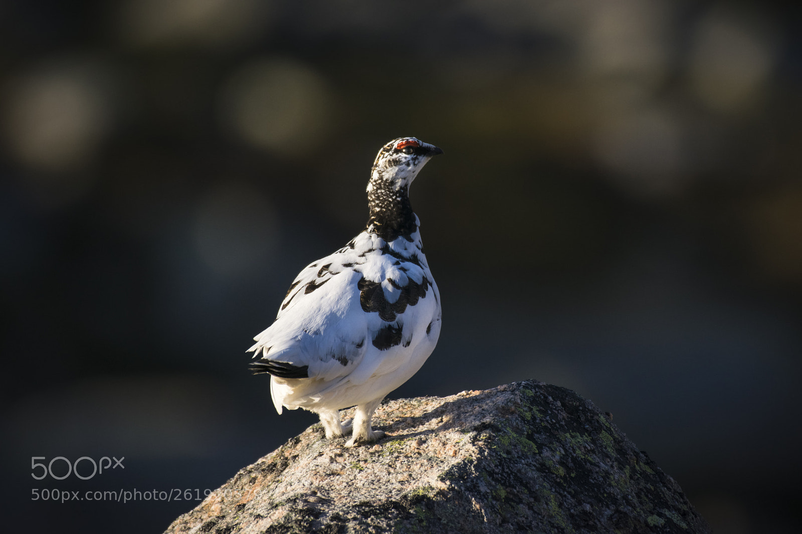 Nikon D5300 sample photo. Ptarmigan photography