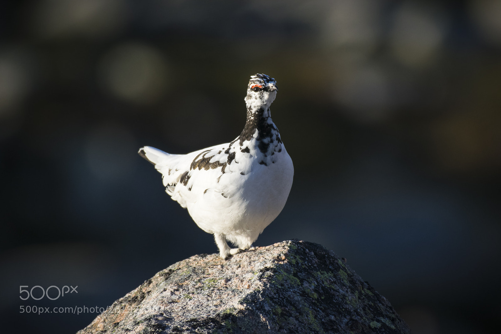 Nikon D5300 sample photo. Ptarmigan photography