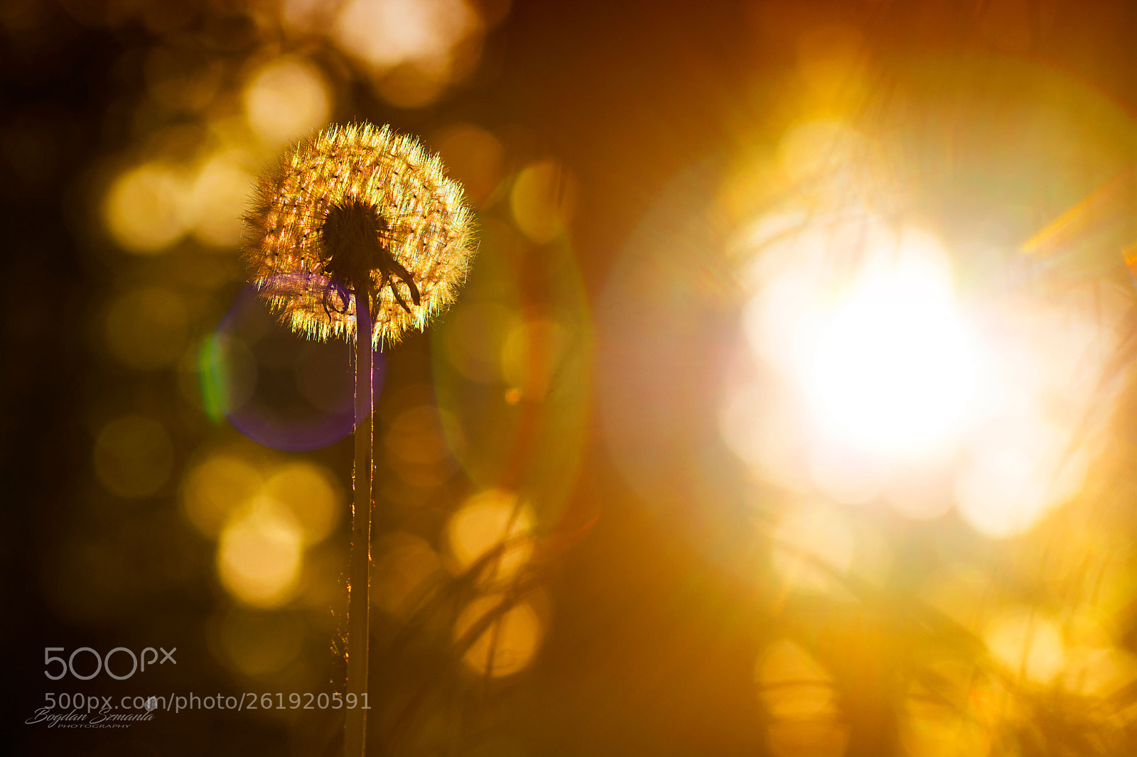 Nikon D5200 sample photo. In the sun photography