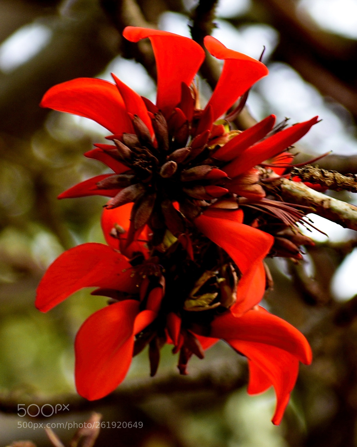 Nikon D7200 sample photo. A red tree flower photography