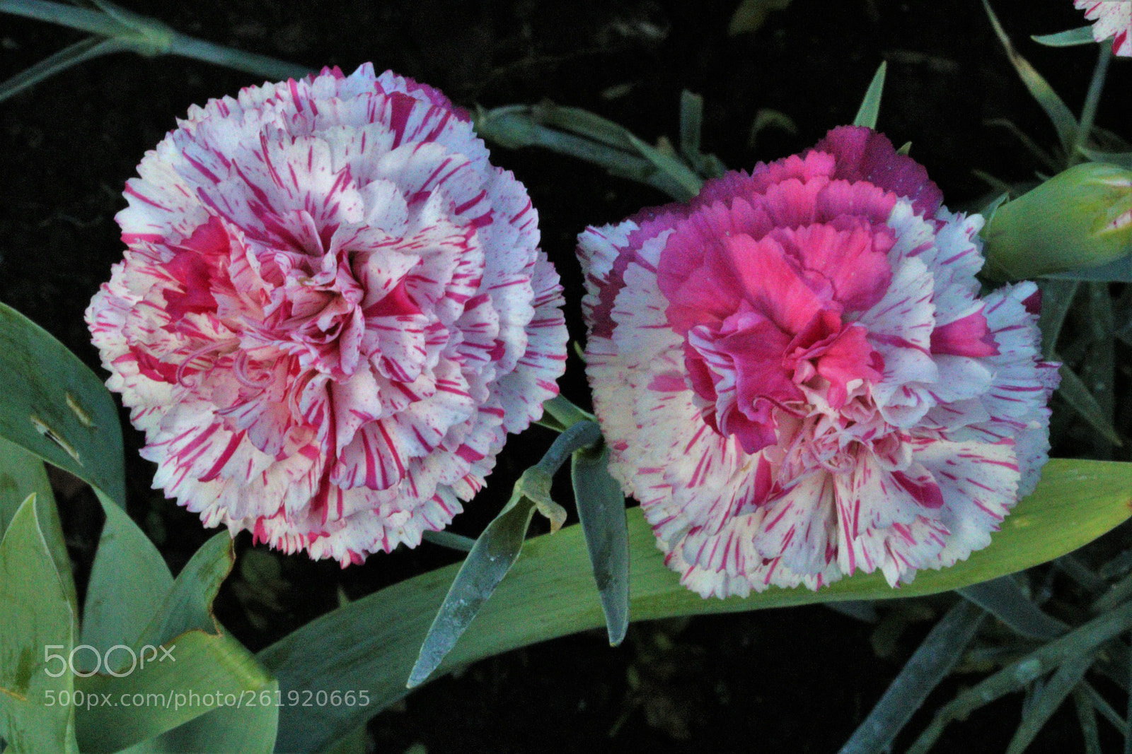 Canon EOS 750D (EOS Rebel T6i / EOS Kiss X8i) sample photo. Dianthus, devon pinks photography