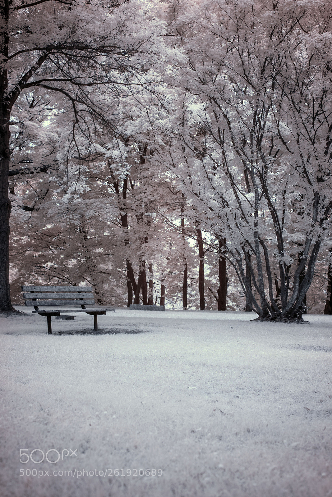 Nikon D750 sample photo. Lonely park photography