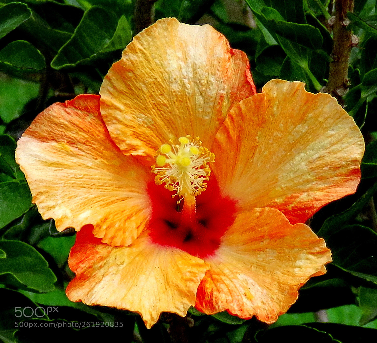 Canon PowerShot SX60 HS sample photo. A gold hibiscus in photography