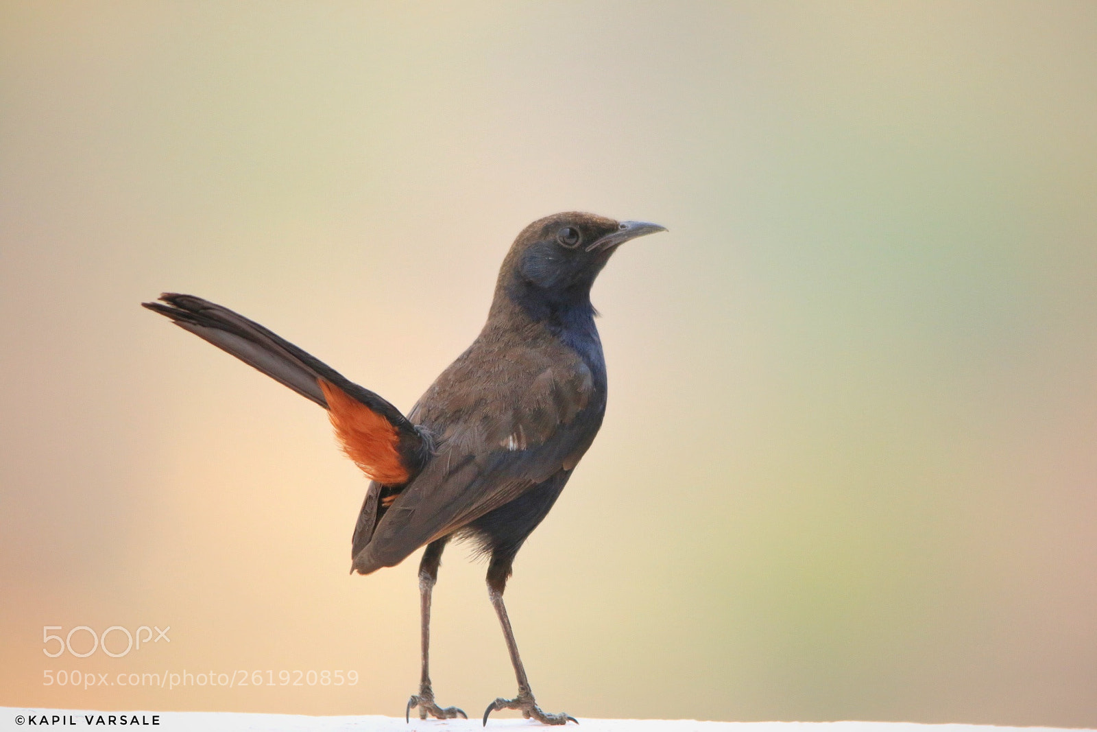 Canon EOS 70D sample photo. Indian robin photography