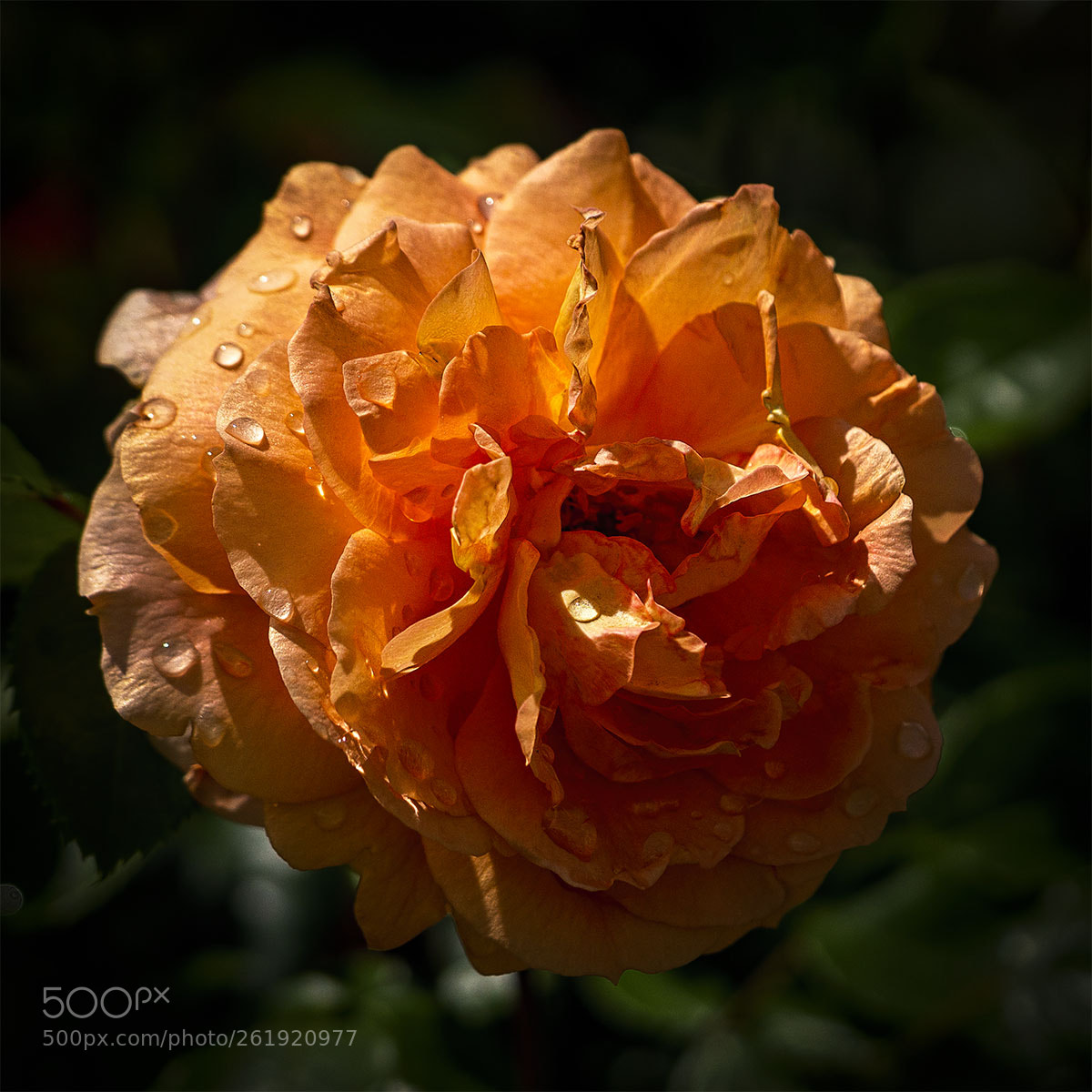 Sony a6300 sample photo. Blüten 120518-004 photography