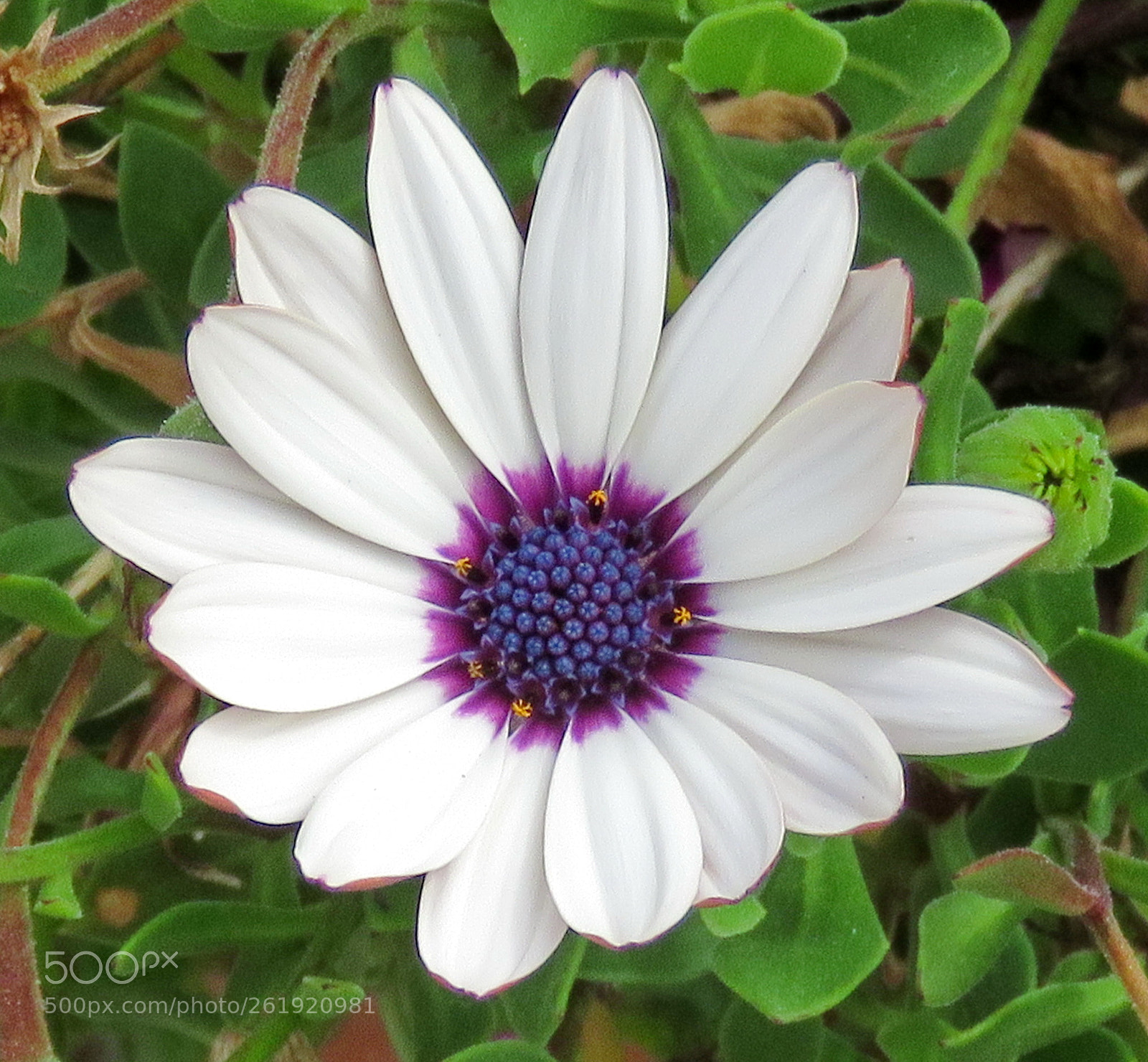 Canon PowerShot SX60 HS sample photo. A white daisy in photography