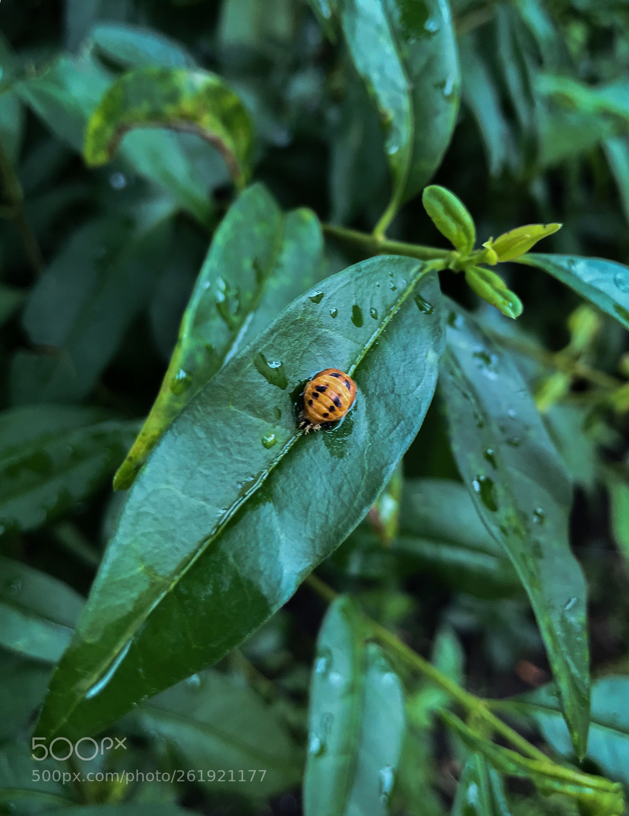 Apple iPhone 7 sample photo. Untitled photography