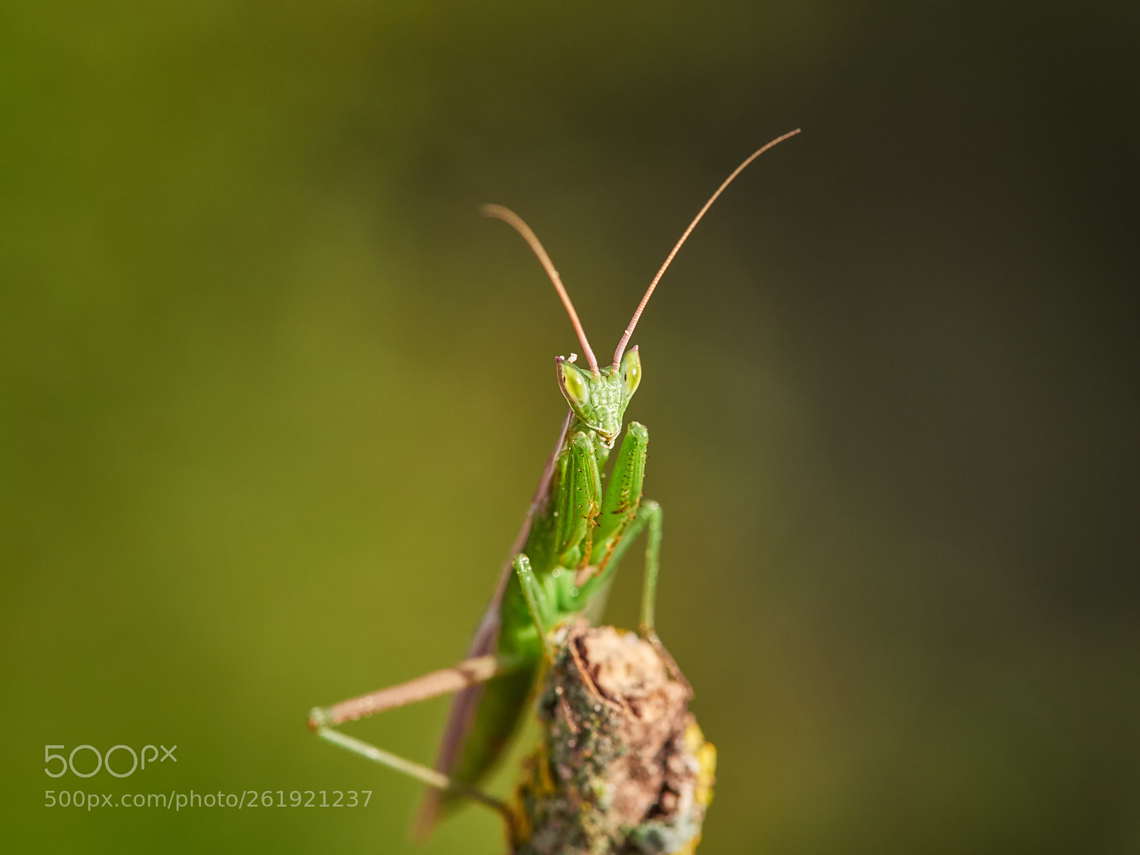 Olympus OM-D E-M1 Mark II sample photo. Mantis photography