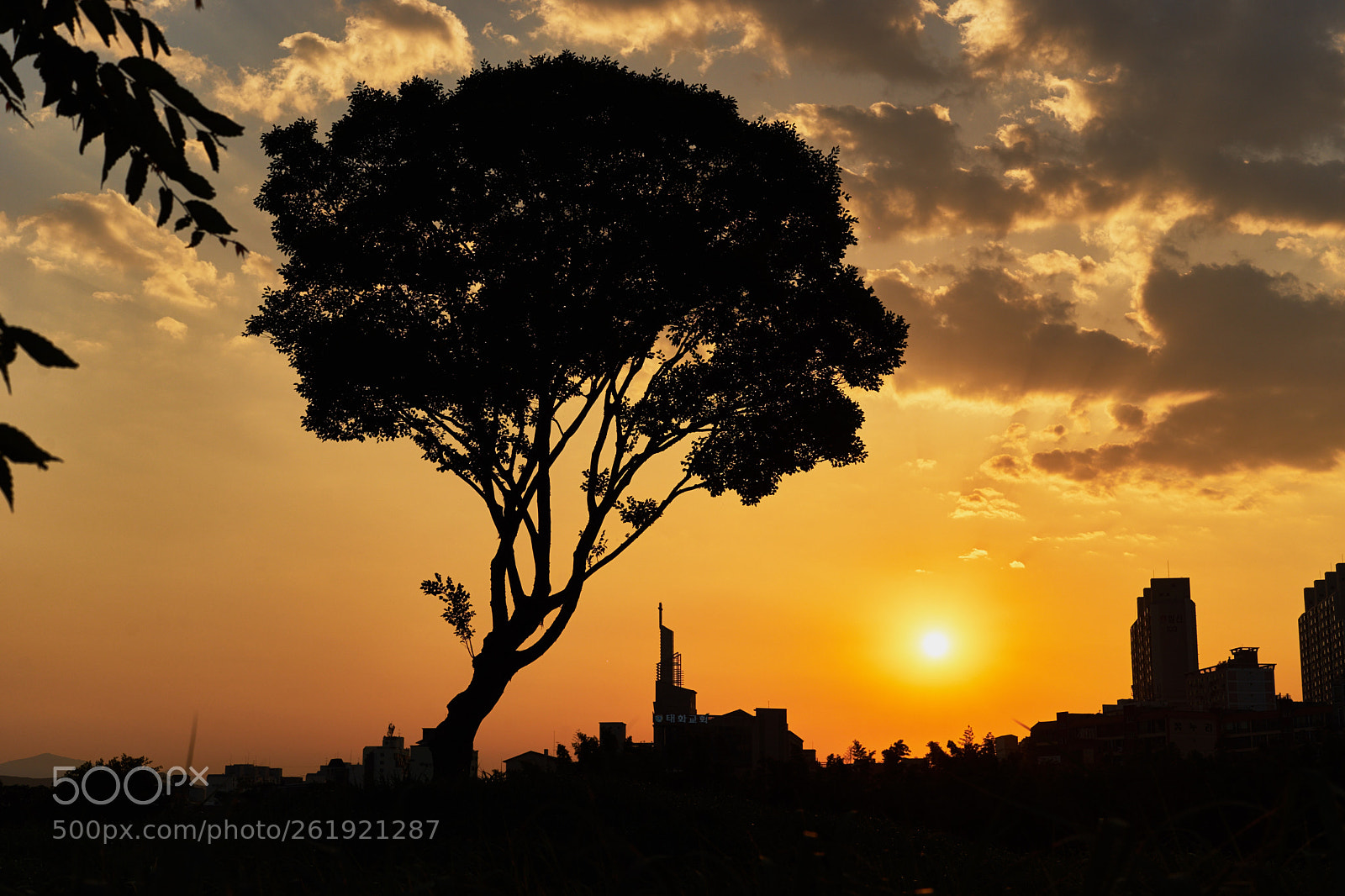 Sony a7 II sample photo. Sunset in the park photography