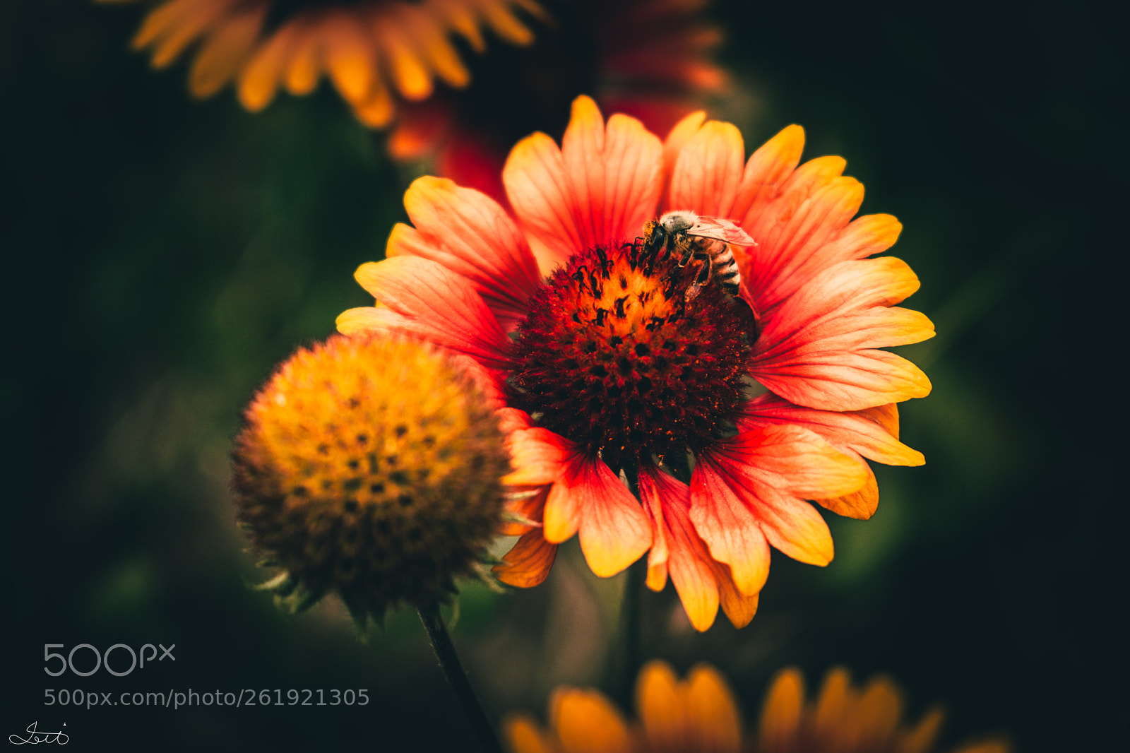 Fujifilm X-T20 sample photo. Bee and flower #3 photography