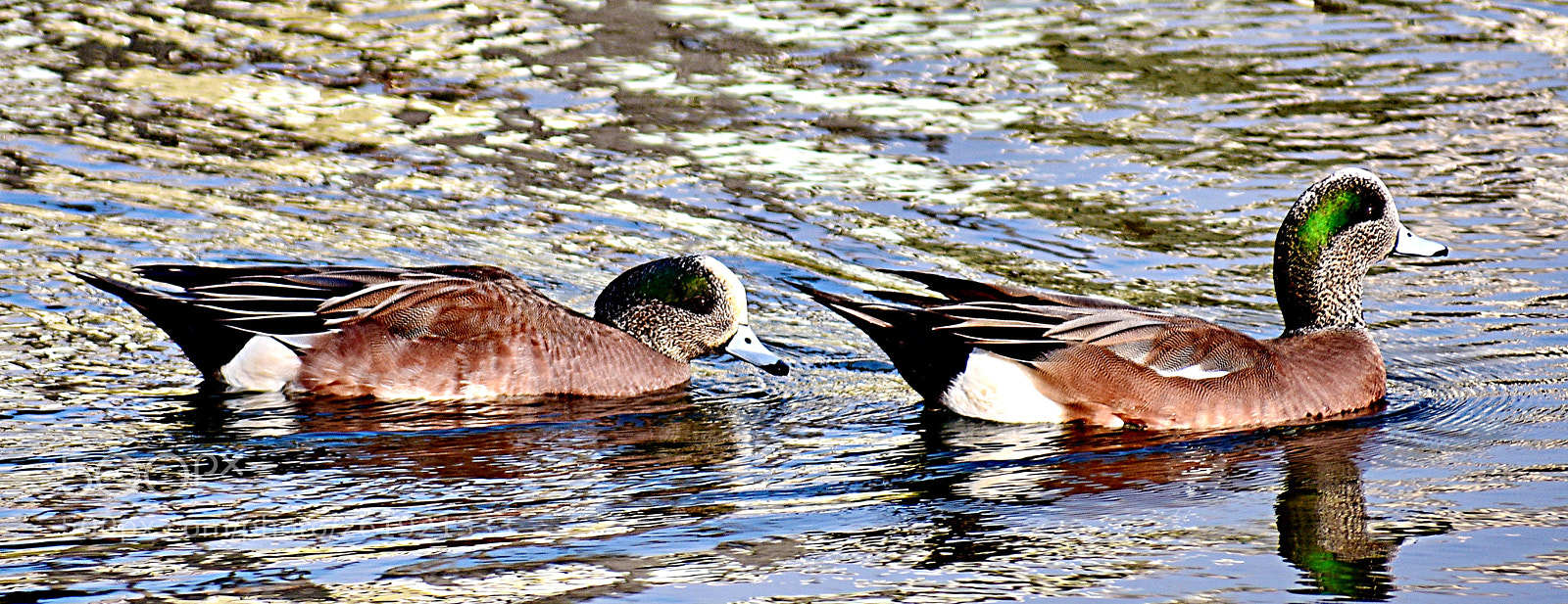Nikon D7200 sample photo. Two ducks swimming in photography