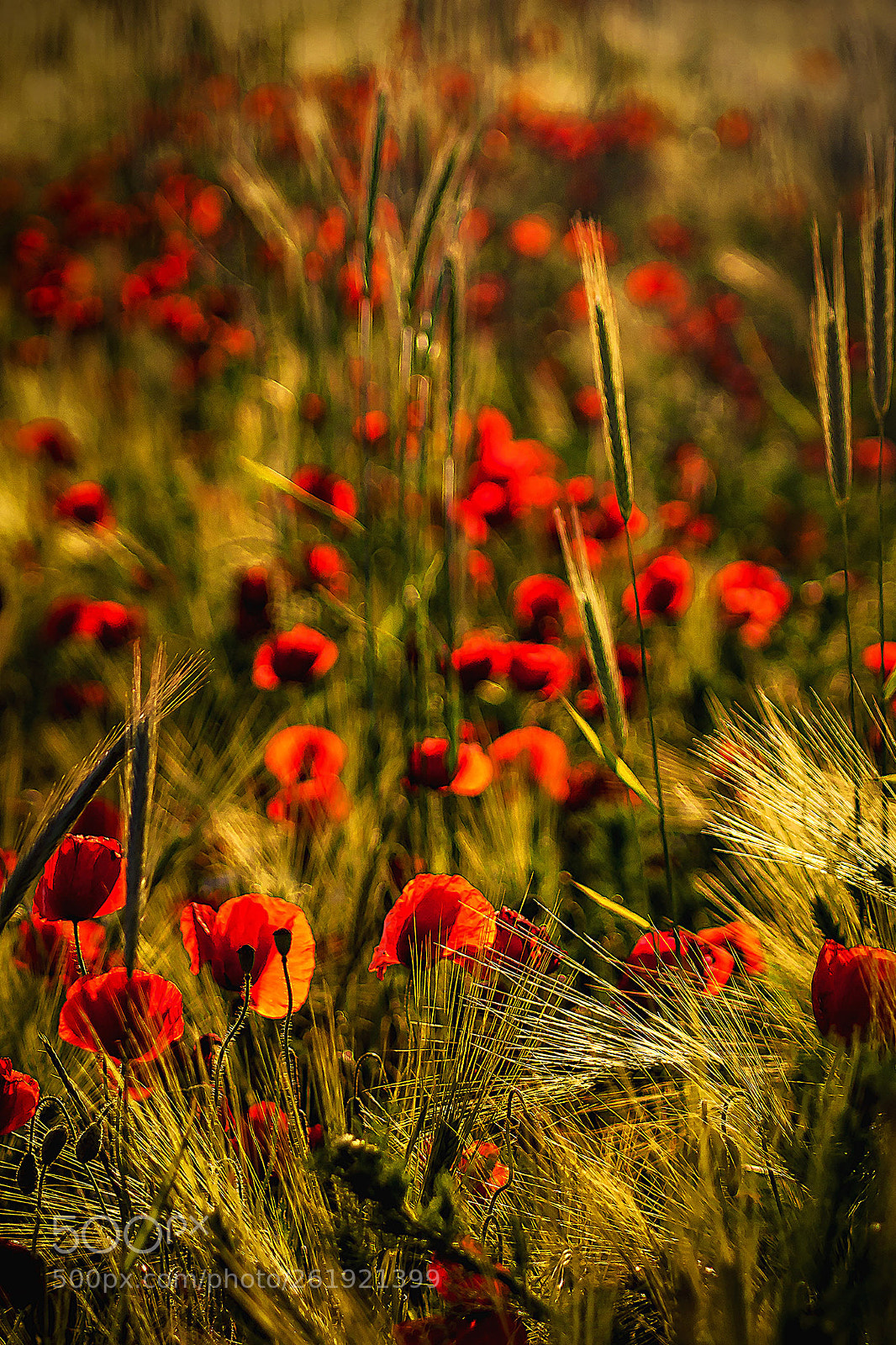 Canon EOS 450D (EOS Rebel XSi / EOS Kiss X2) sample photo. Poppy time photography