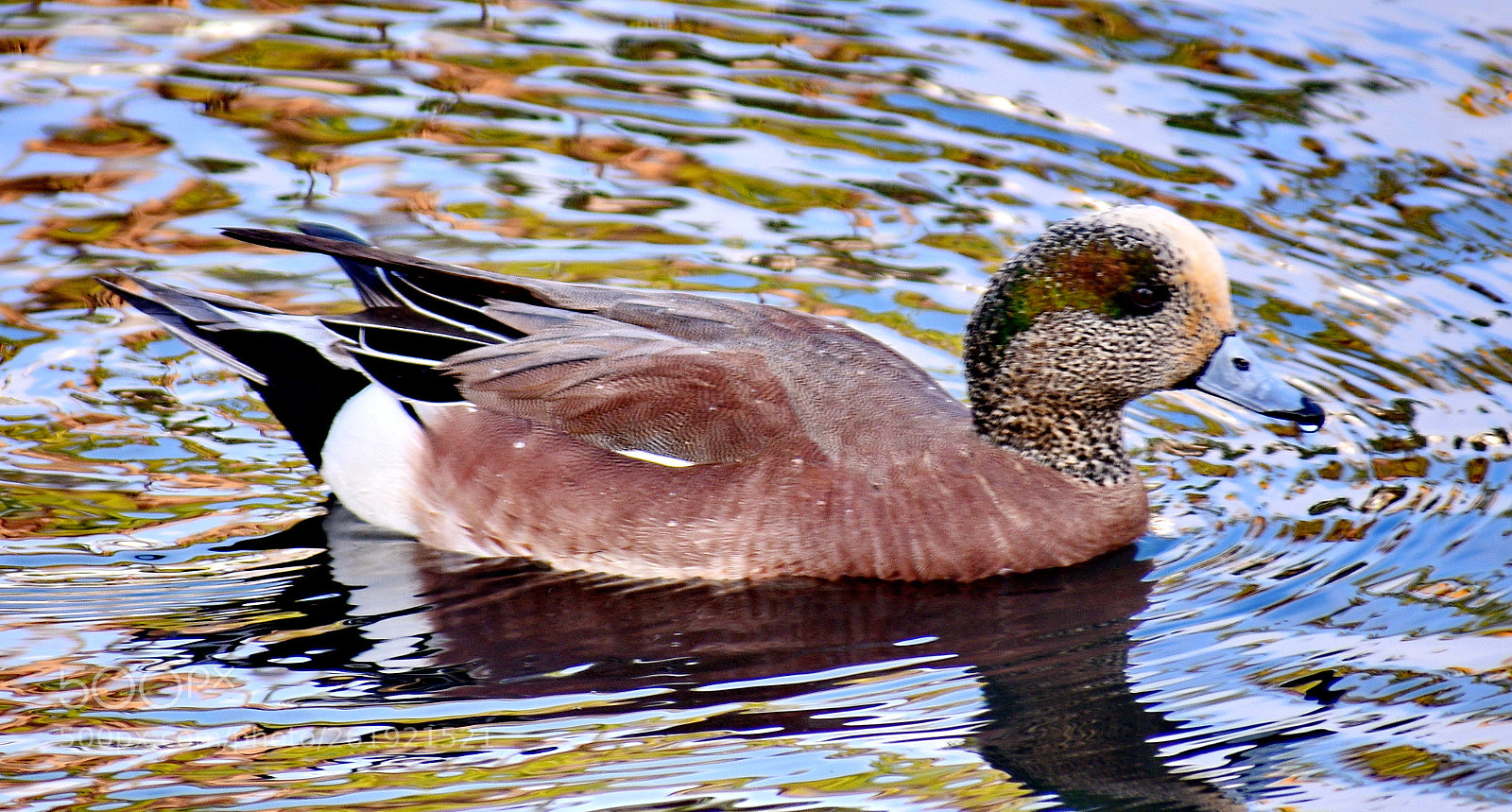 Nikon D7200 sample photo. A green duck swimming photography
