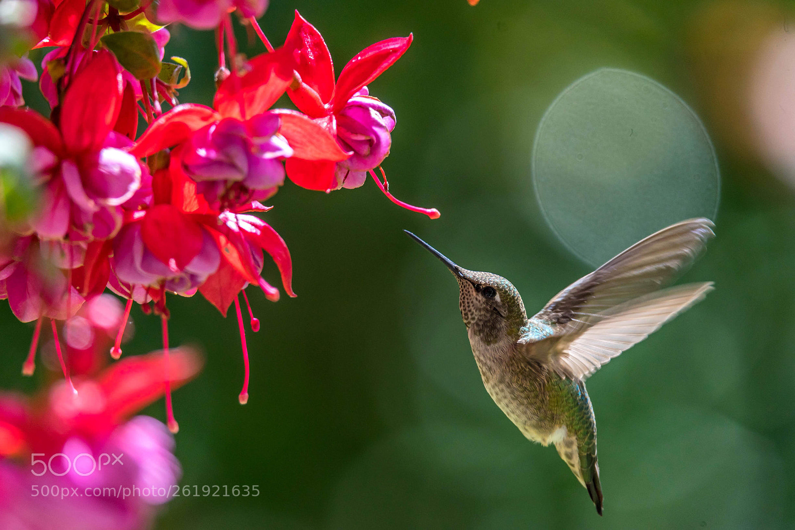Sony a7 sample photo. Hummingbird & flowers  photography
