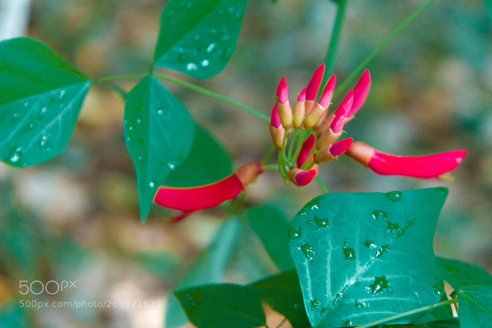 Canon EOS 5D Mark II sample photo. Beautiful flowers photography