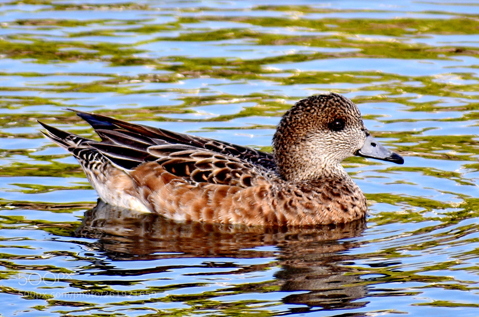 Nikon D7200 sample photo. A brown duck swimming photography
