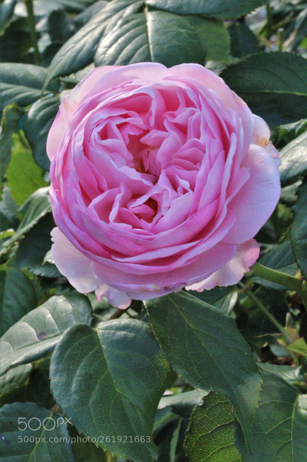 Canon EOS 750D (EOS Rebel T6i / EOS Kiss X8i) sample photo. Pink rose photography