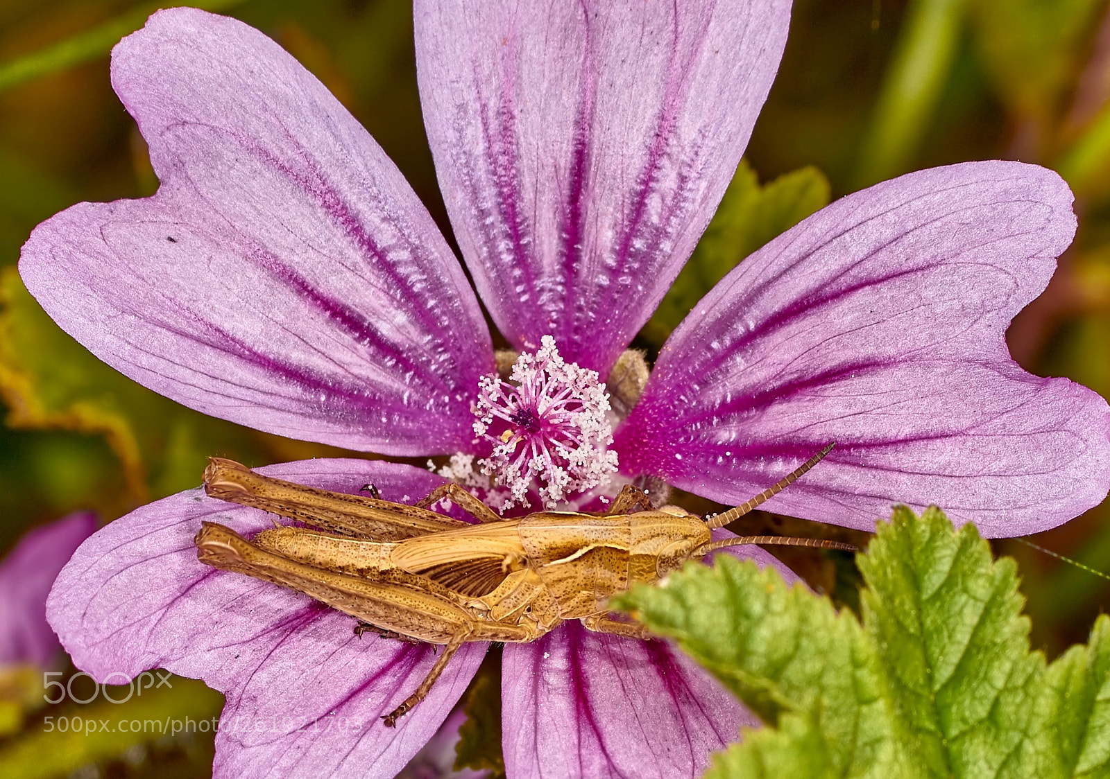 Canon EOS 550D (EOS Rebel T2i / EOS Kiss X4) sample photo. Meadows grasshopper photography