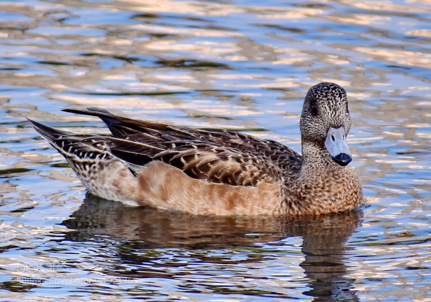Nikon D7200 sample photo. A brown duck looking photography