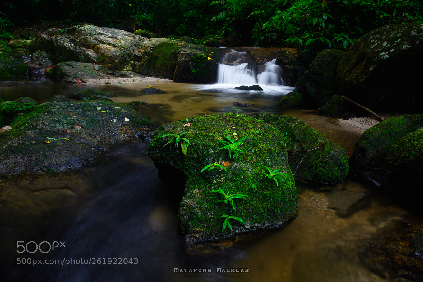 Nikon D7100 sample photo. Moss photography