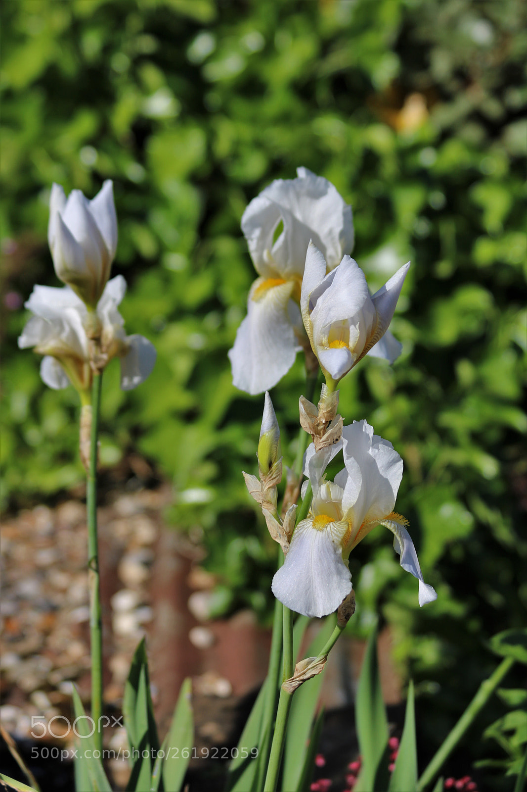 Canon EOS 750D (EOS Rebel T6i / EOS Kiss X8i) sample photo. Iris. photography