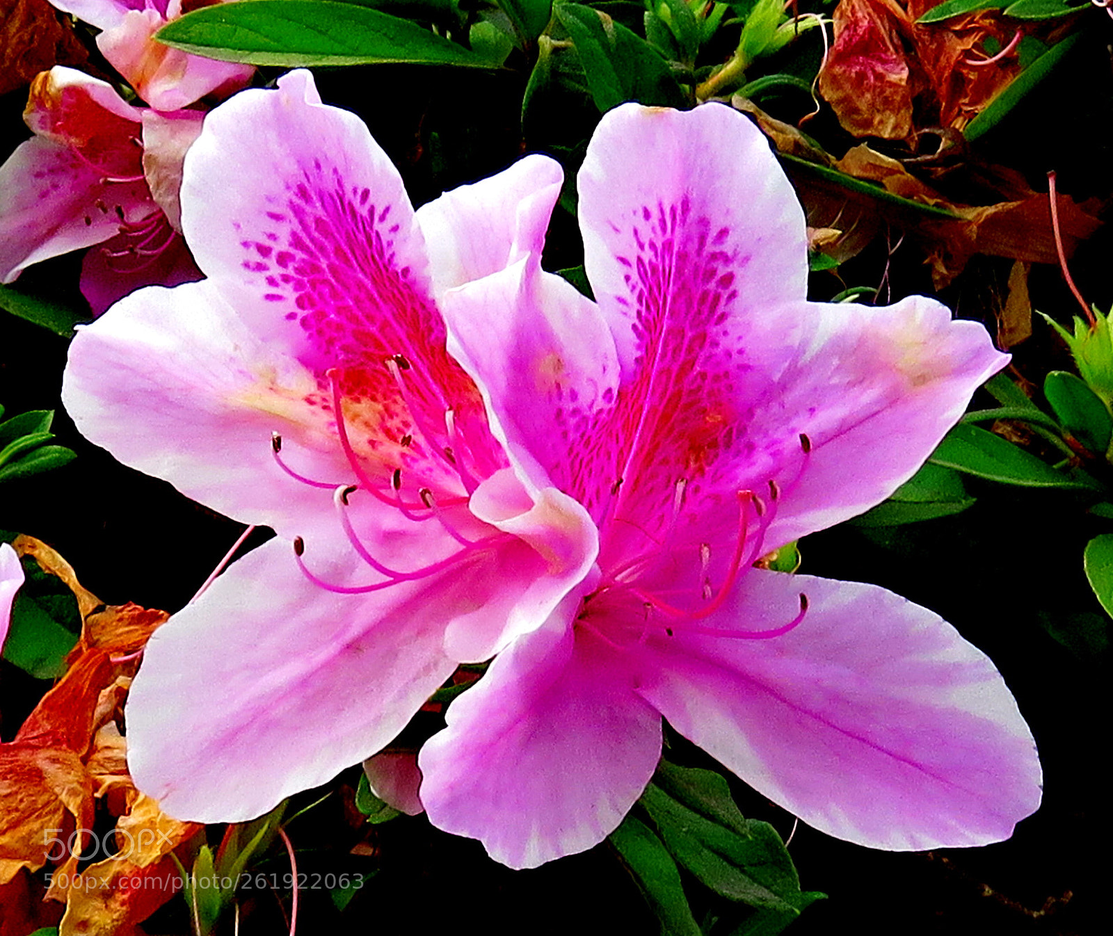Canon PowerShot SX60 HS sample photo. Two pink flowers in photography