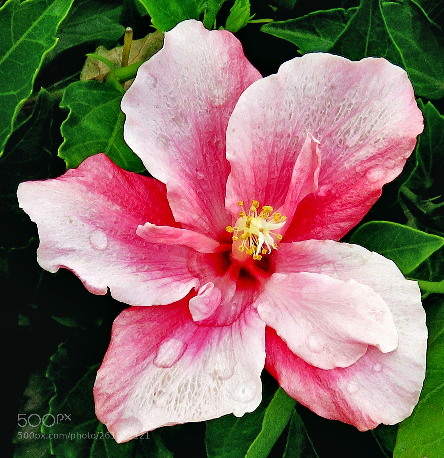 Canon PowerShot SX60 HS + 3.8 - 247.0 mm sample photo. A pink hibiscus flower photography
