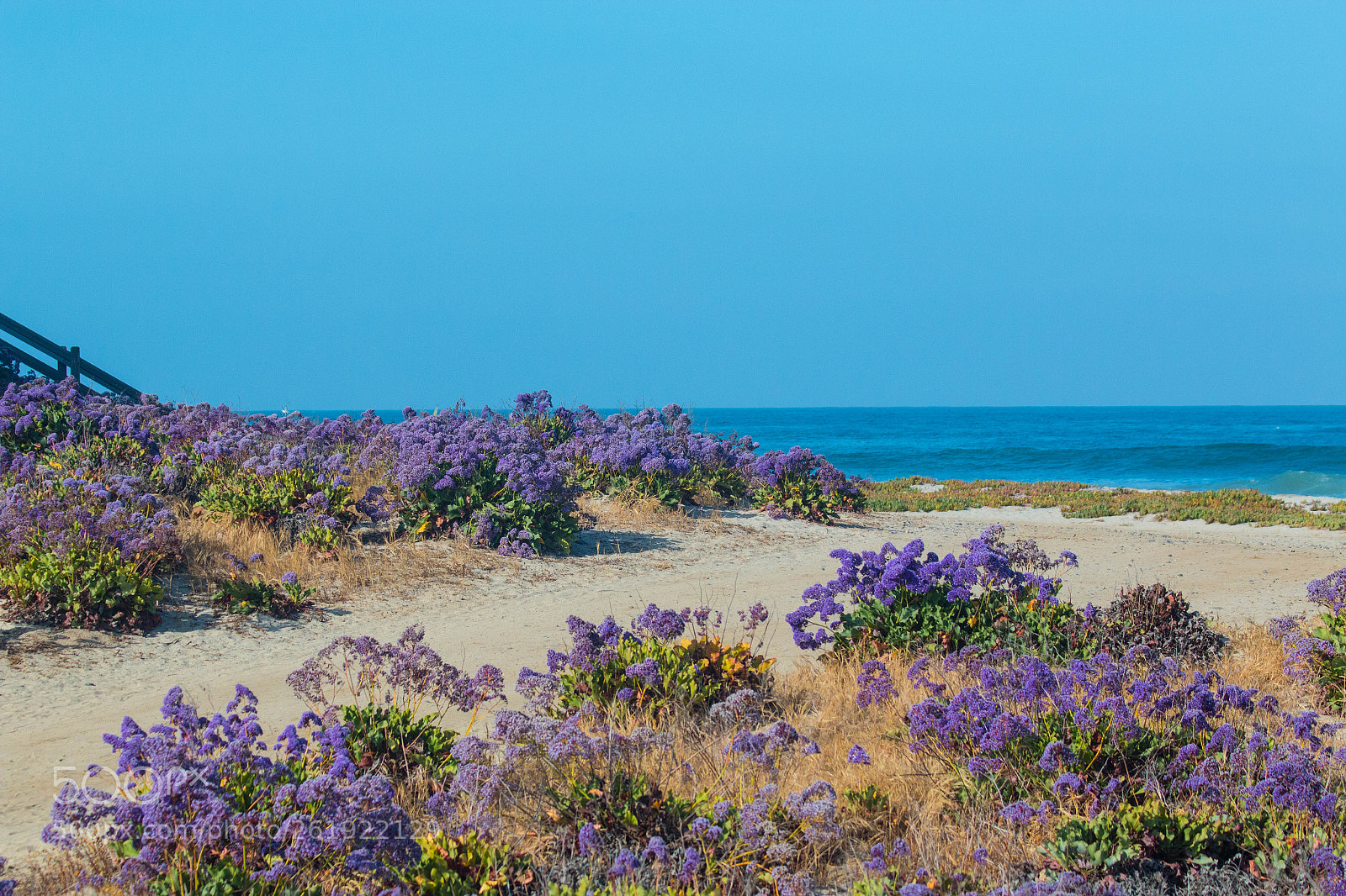 Canon EOS 70D sample photo. Flowers by the sea photography
