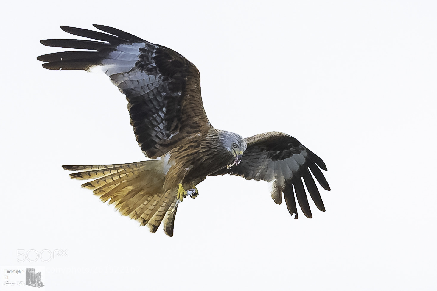 Canon EOS-1D X Mark II sample photo. Black kite photography