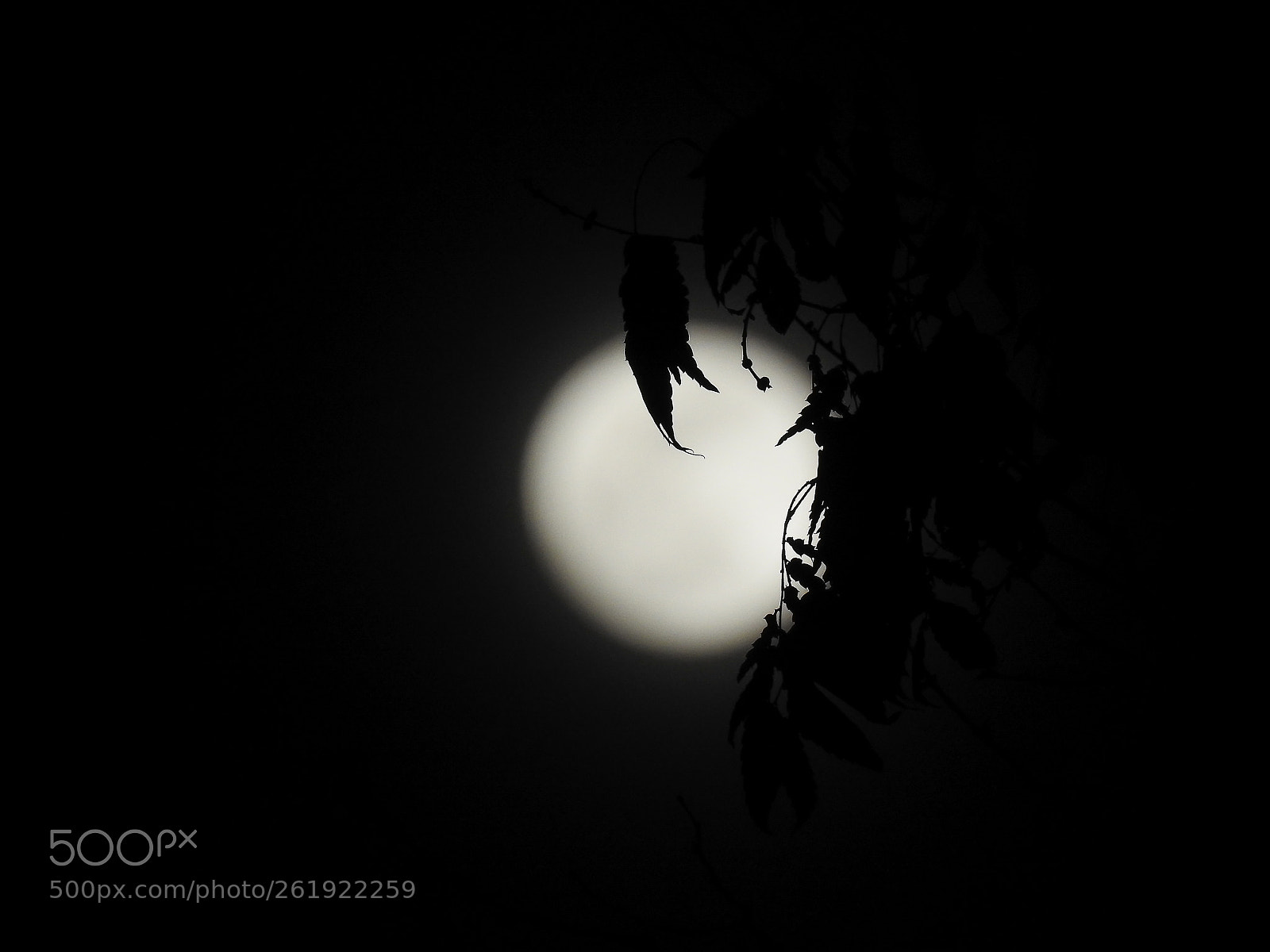 Nikon Coolpix P900 sample photo. Supermoon 2 photography