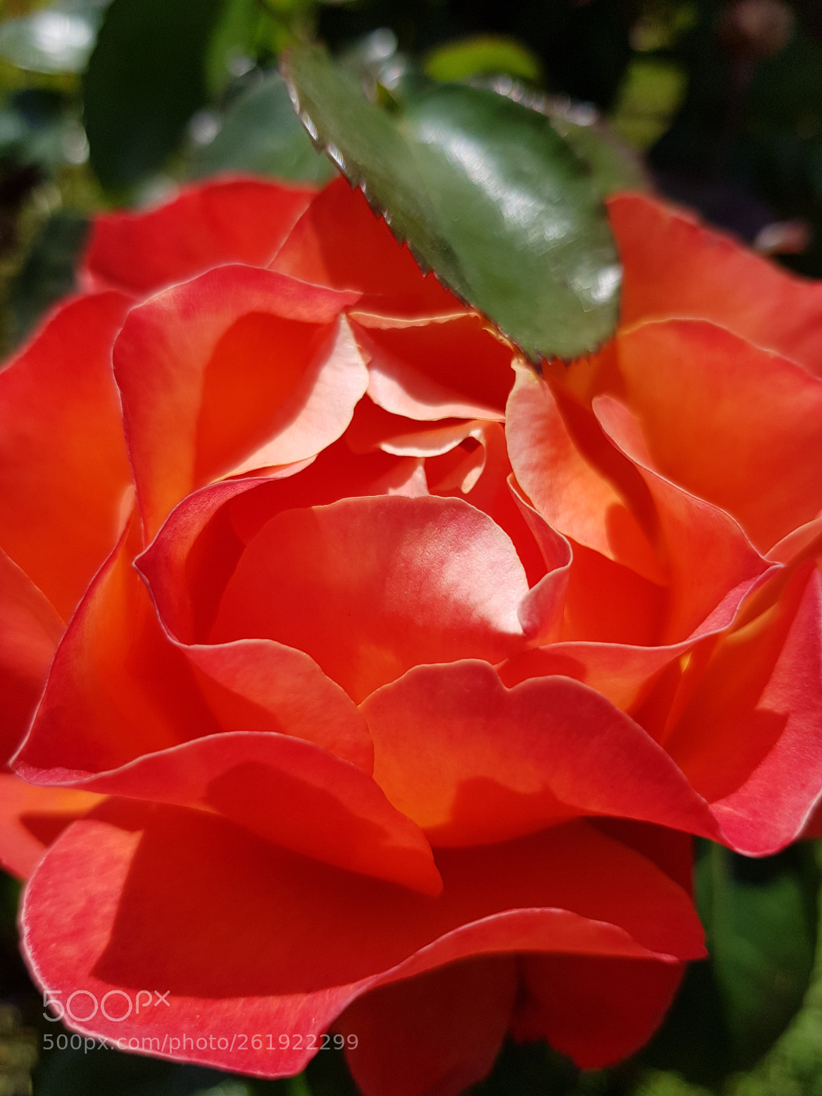 Samsung Galaxy S8 sample photo. In full bloom. photography