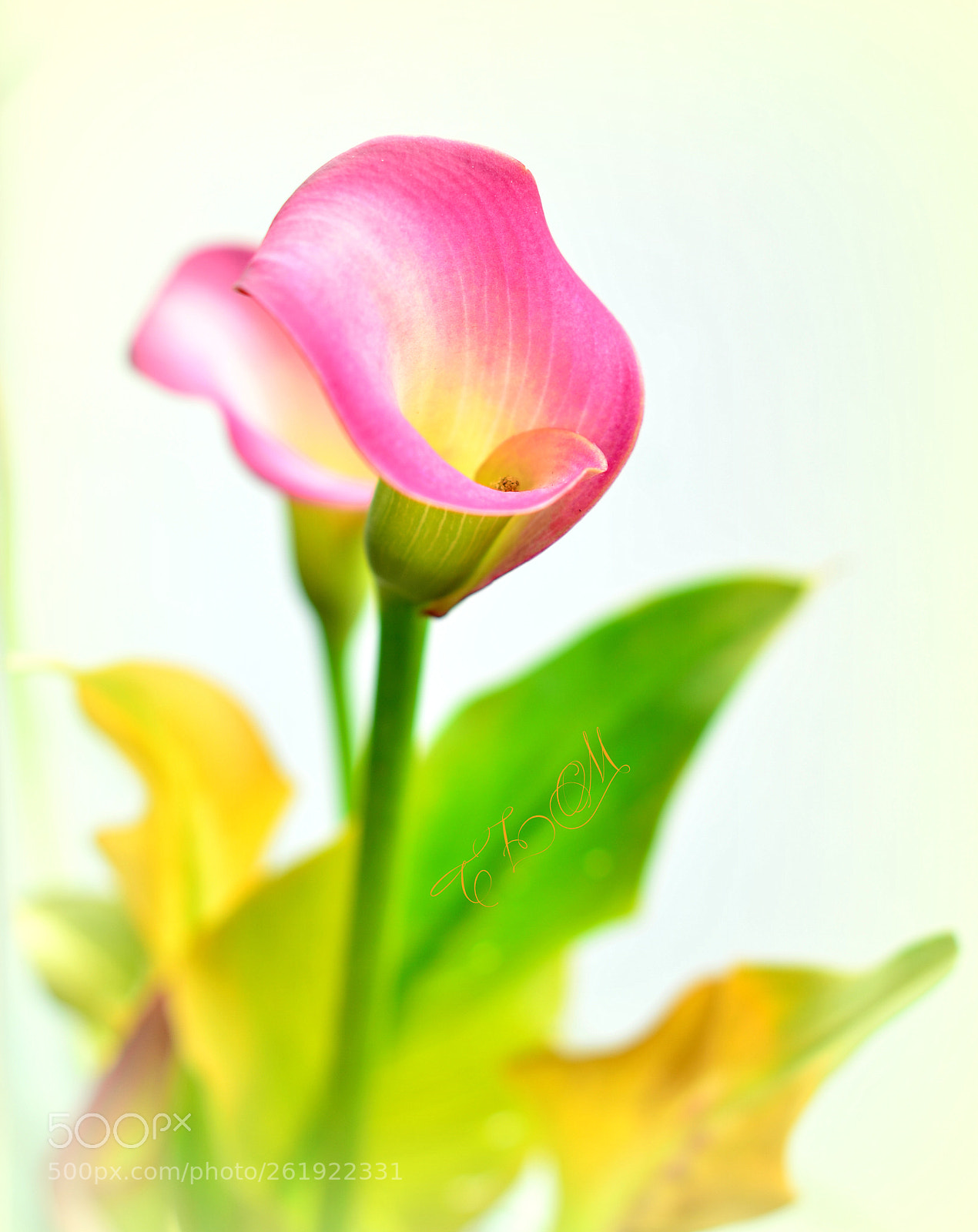 Nikon D5100 + Nikon AF-S Nikkor 50mm F1.4G sample photo. In the full sunny photography