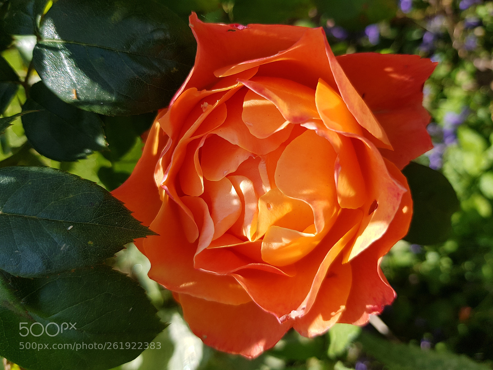 Samsung Galaxy S8 sample photo. Perfect &delicate. photography