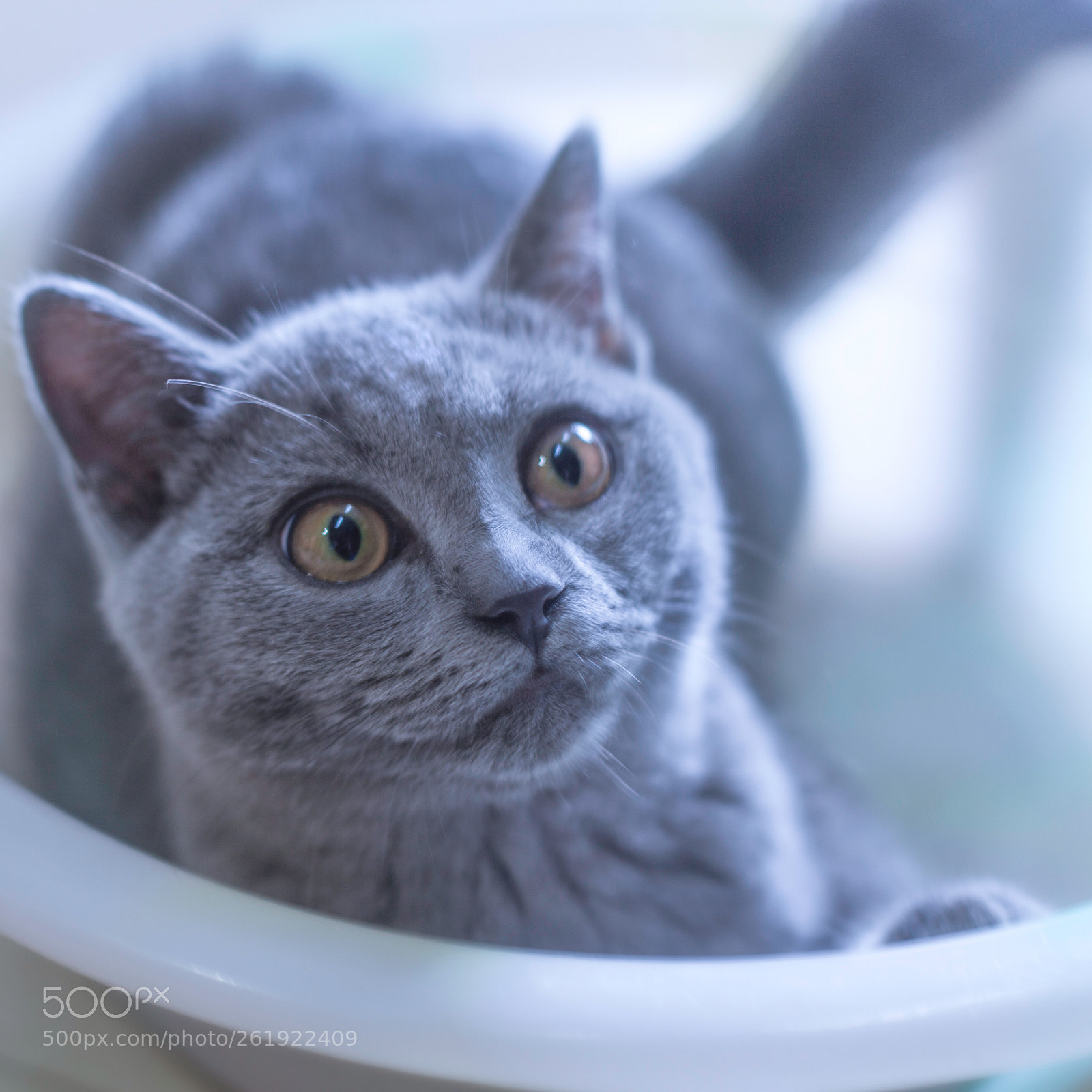 Canon EOS 5D Mark II sample photo. British shorthair photography