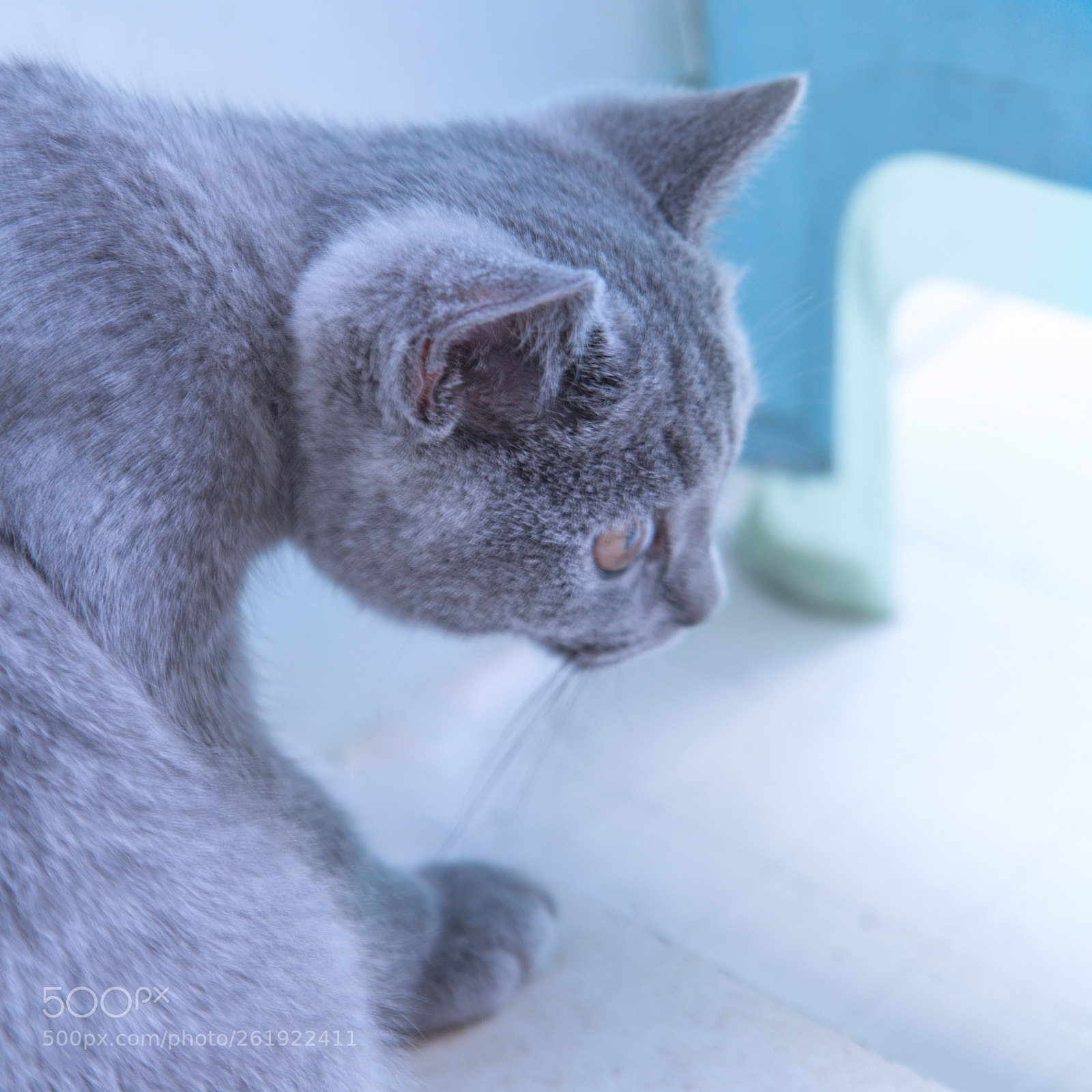 Canon EOS 5D Mark II sample photo. British shorthair photography