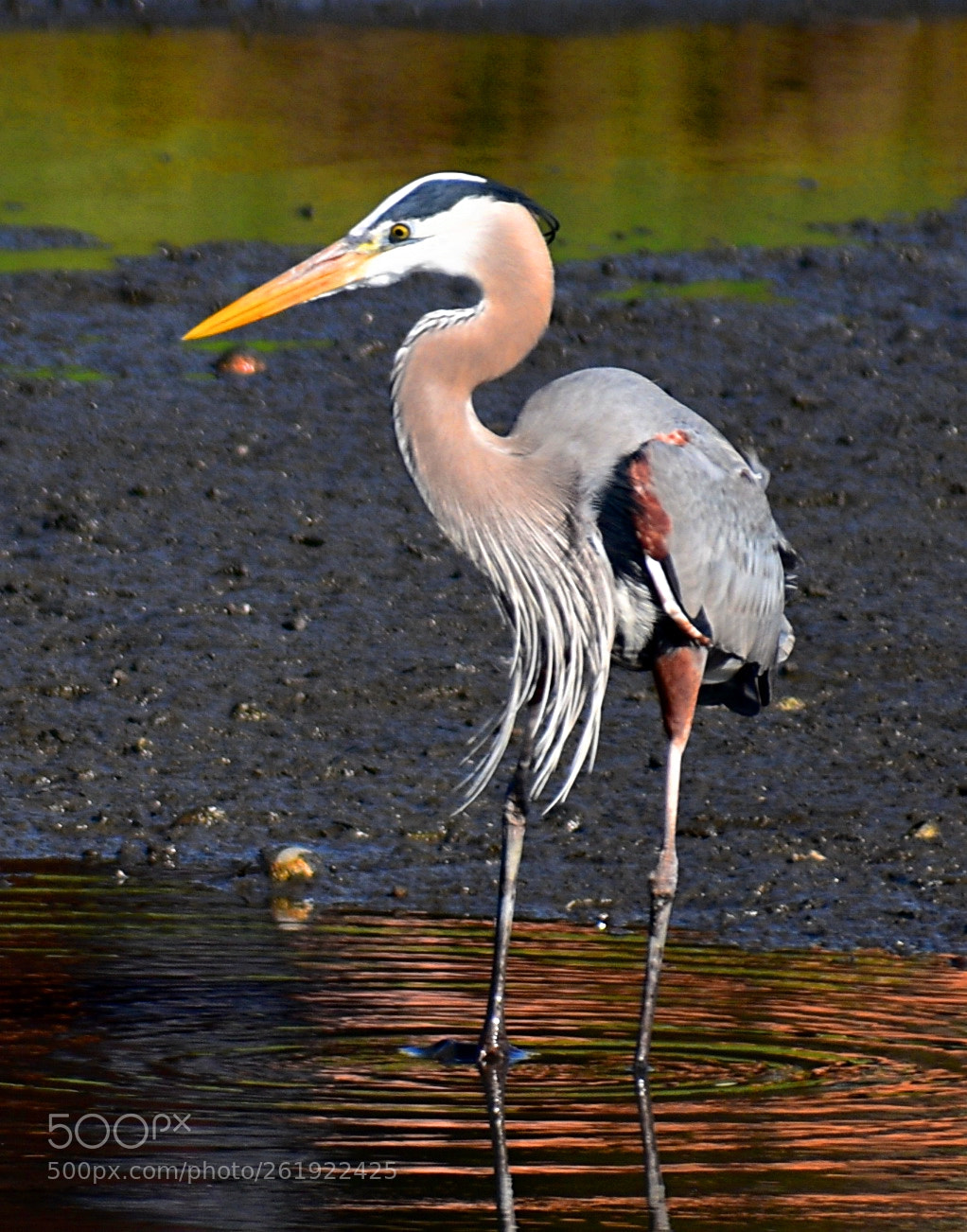 Nikon D7200 sample photo. Blue heron walking in photography