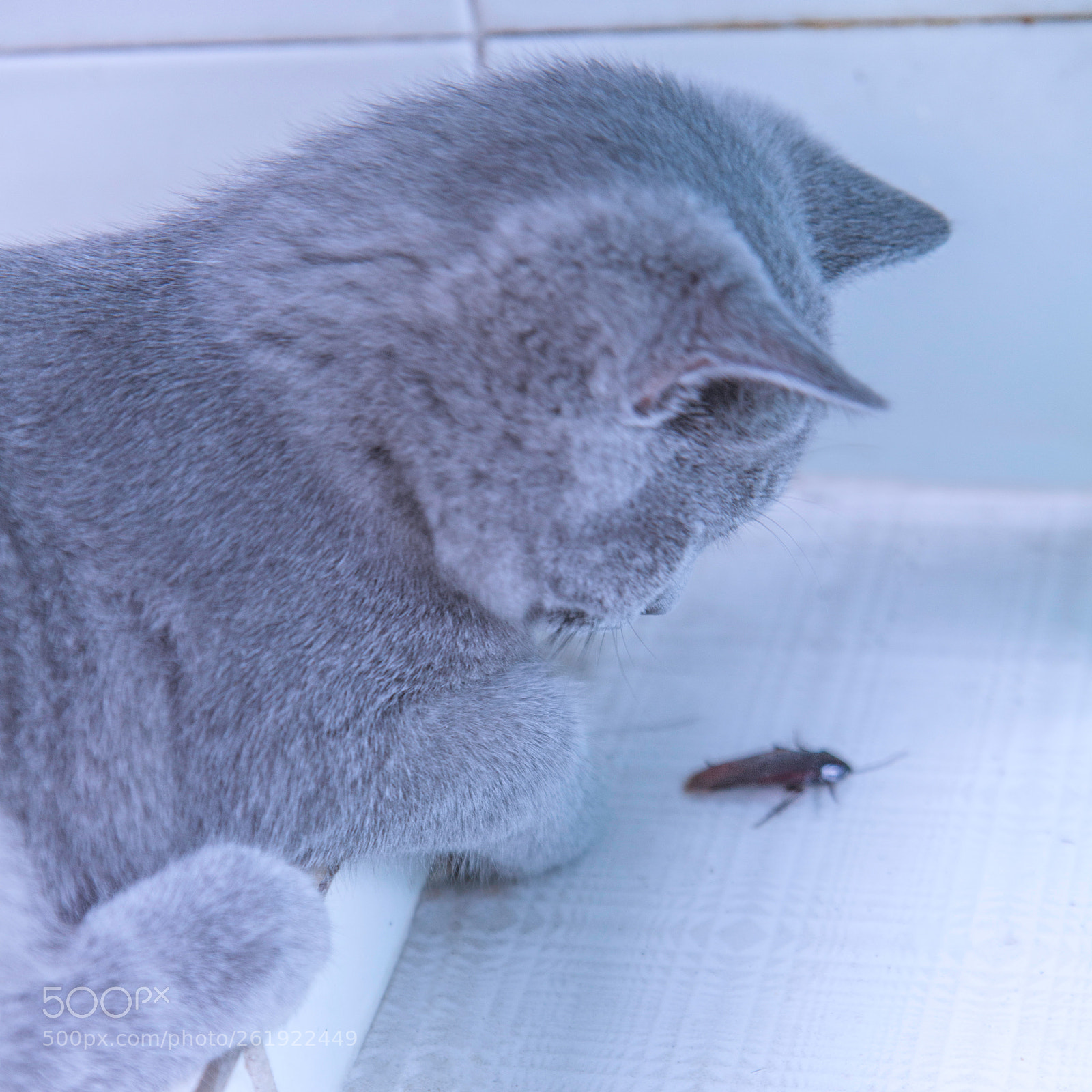 Canon EOS 5D Mark II sample photo. British shorthair photography