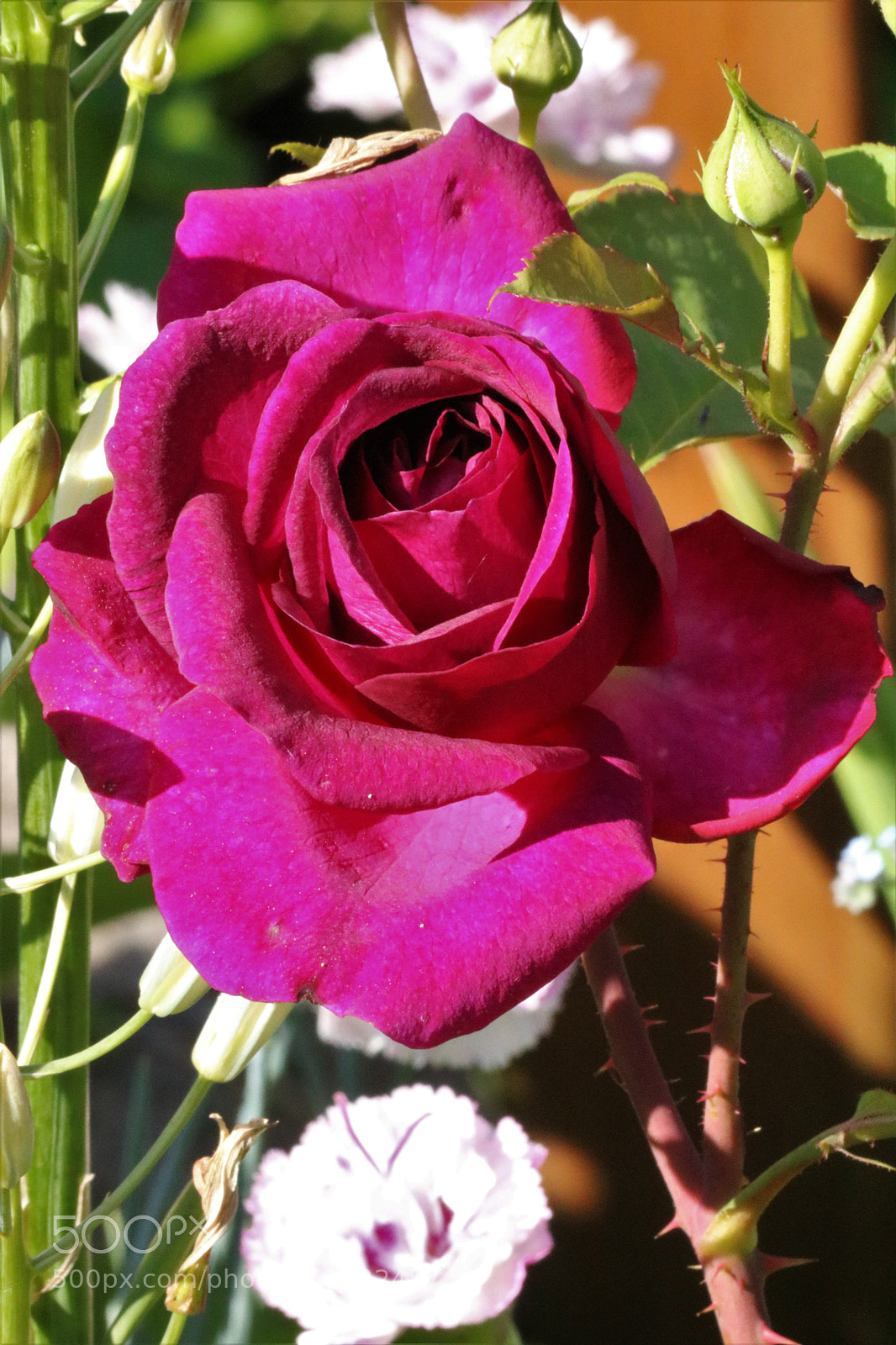 Canon EOS 750D (EOS Rebel T6i / EOS Kiss X8i) sample photo. Grimson rose photography