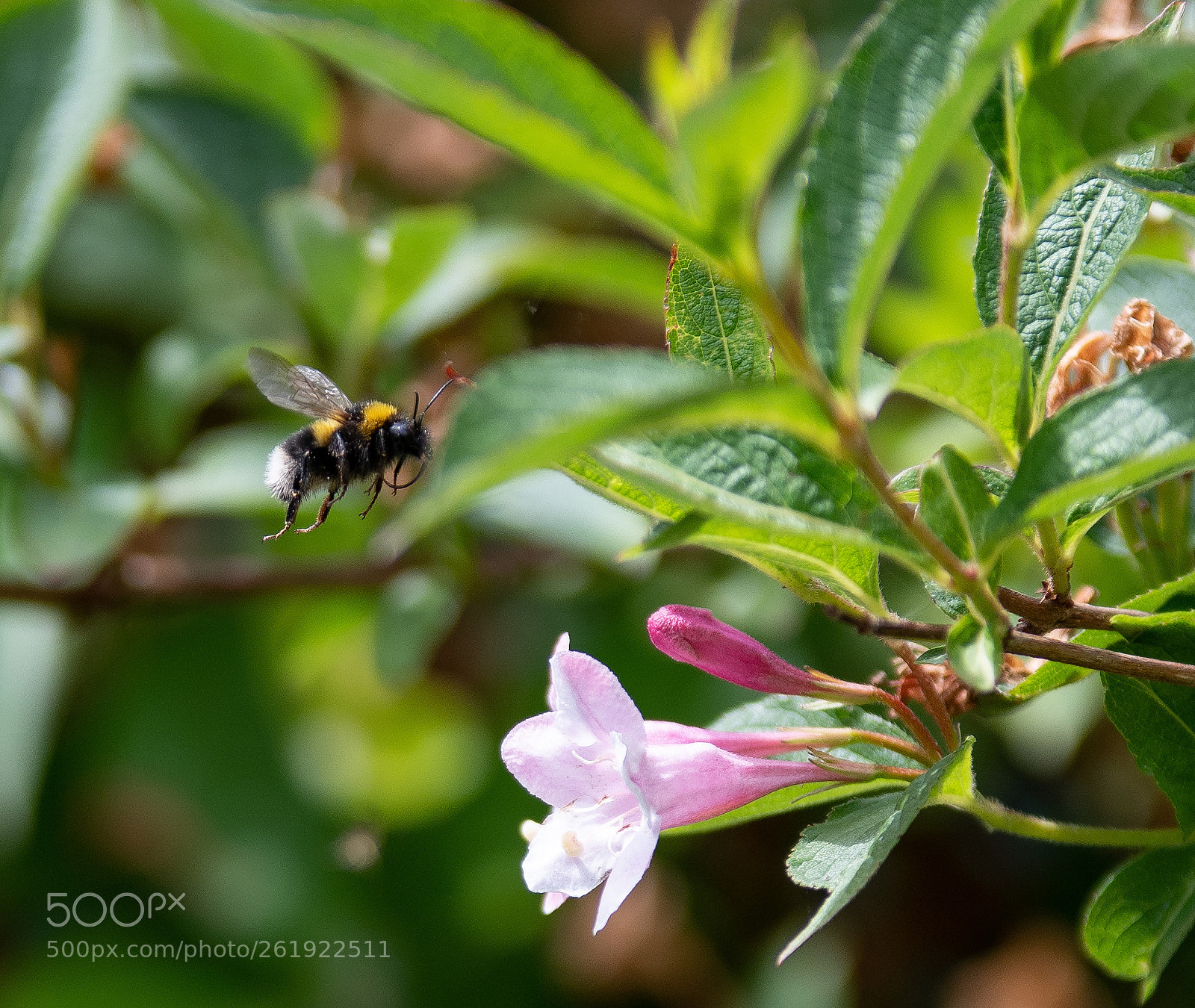 Nikon D500 sample photo. Bee at work photography
