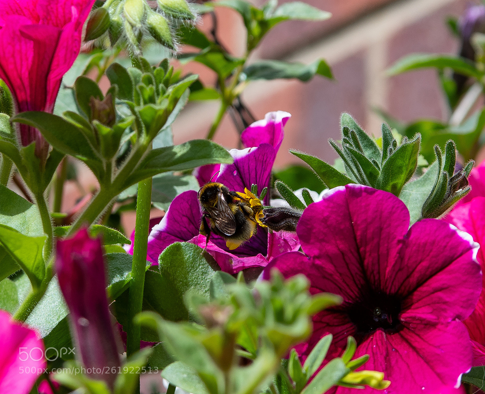 Nikon D500 sample photo. Bee at work photography