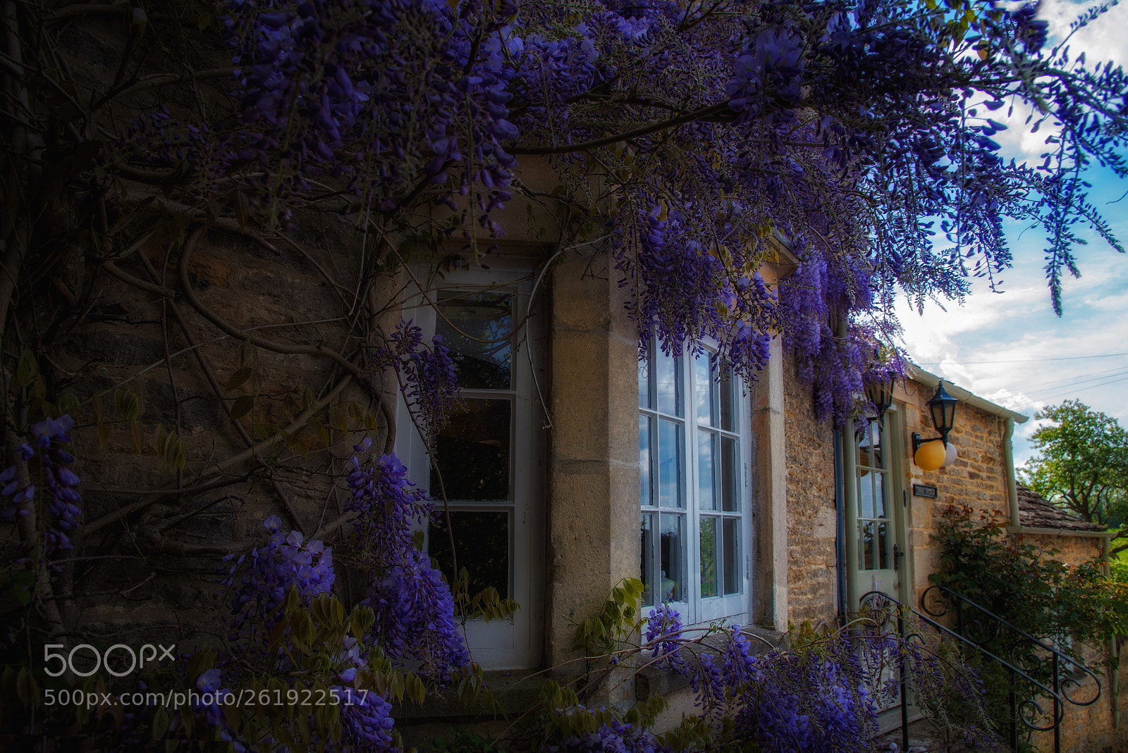 Nikon D750 sample photo. Wisteria photography