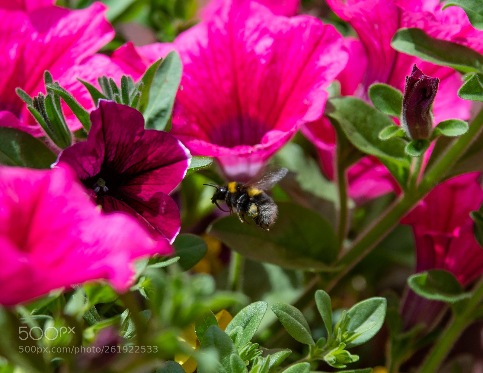 Nikon D500 sample photo. Bee at work photography
