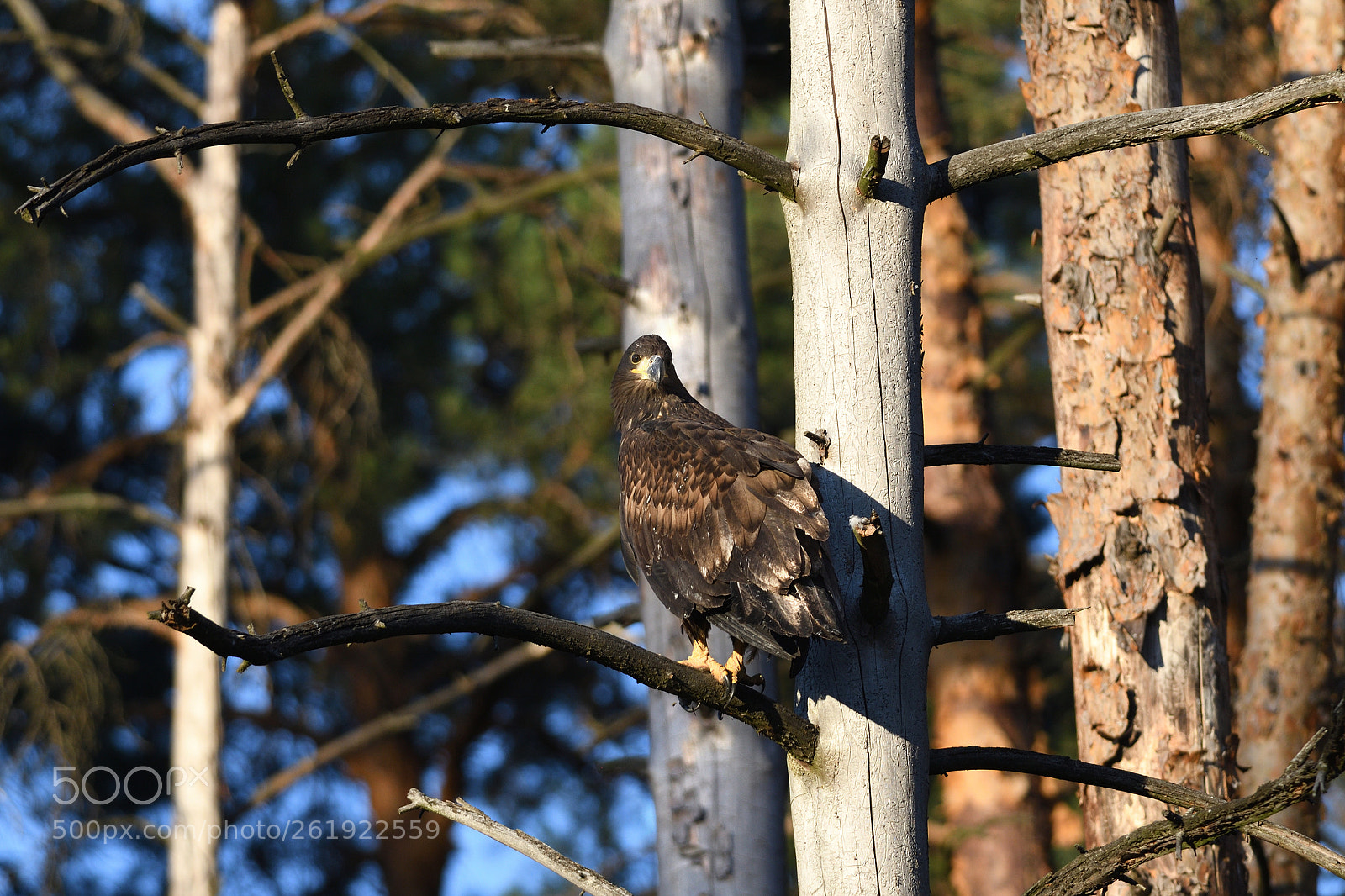 Nikon D7500 sample photo. White-tailed eagle 2018 photography