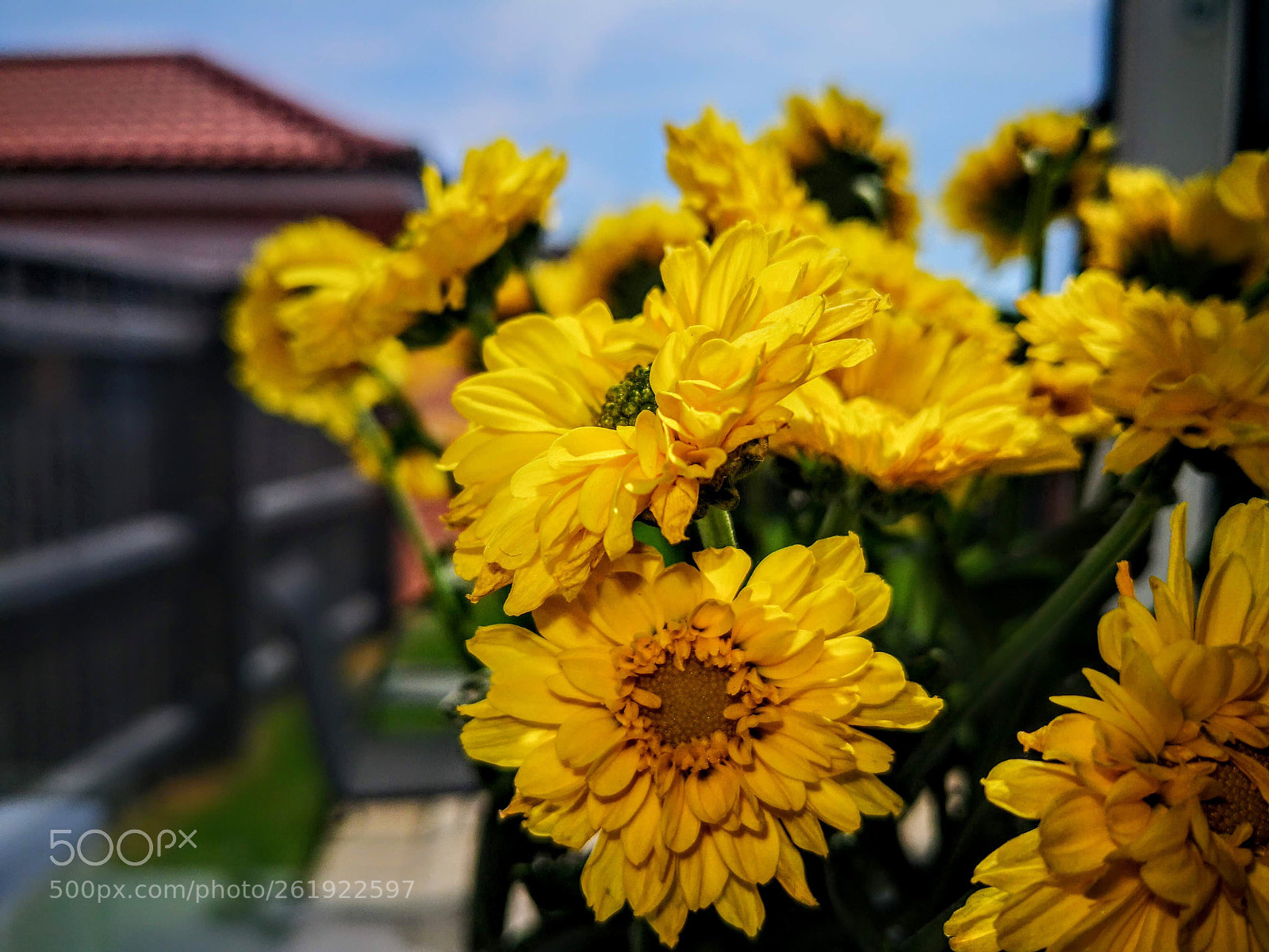 HUAWEI Mate 10 Pro sample photo. Fleur photography