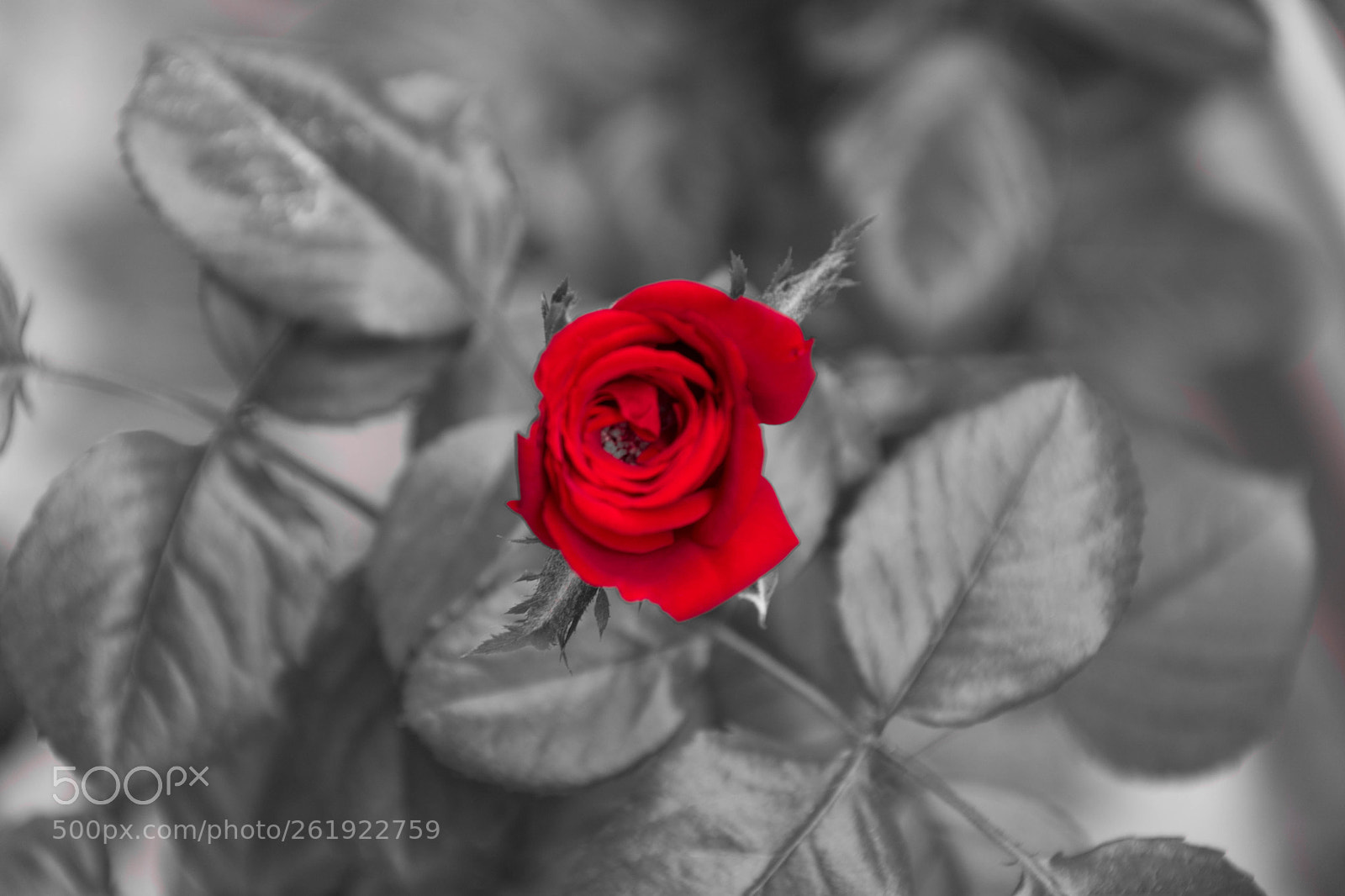 Nikon D7100 sample photo. K rm z g photography