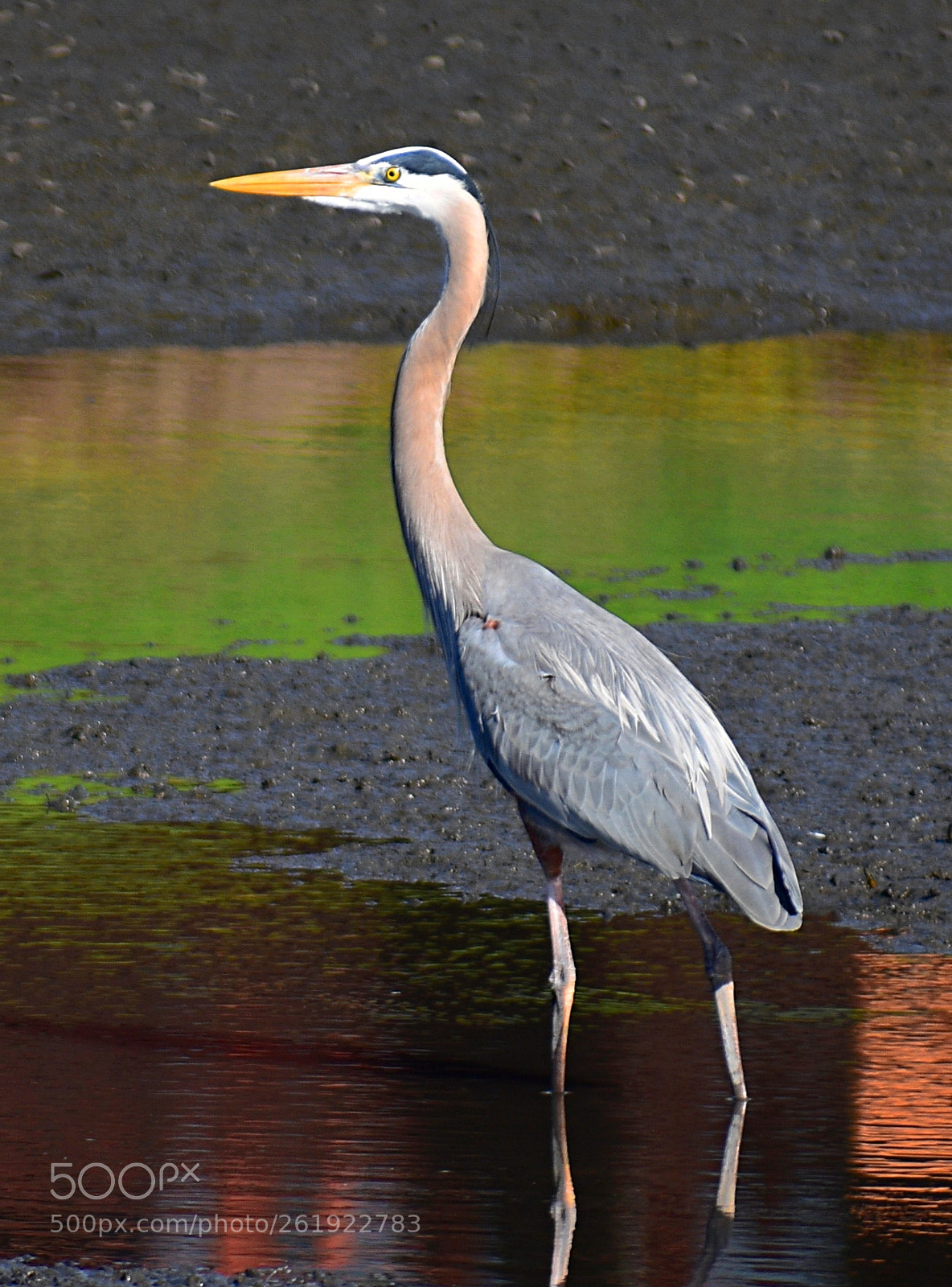 Nikon D7200 sample photo. Blue heron walking in photography